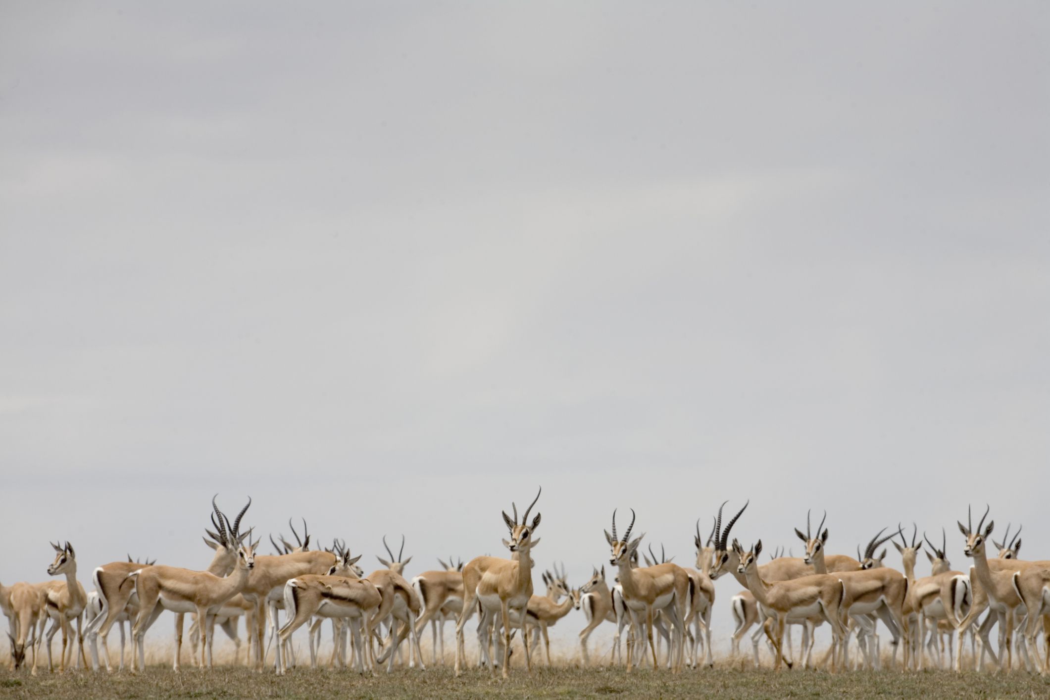 Una manada de gacelas de Thomson se mezclan en el Parque Nacional del Serengeti de Tanzania