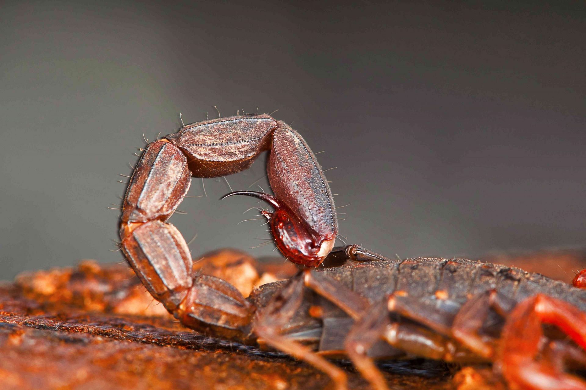 Un escorpión de corteza de tres dientes (Lychas tricarinatus) enrosca su metasoma en la Reserva de Tigres de Udanti, en Chhattisgarh (India)