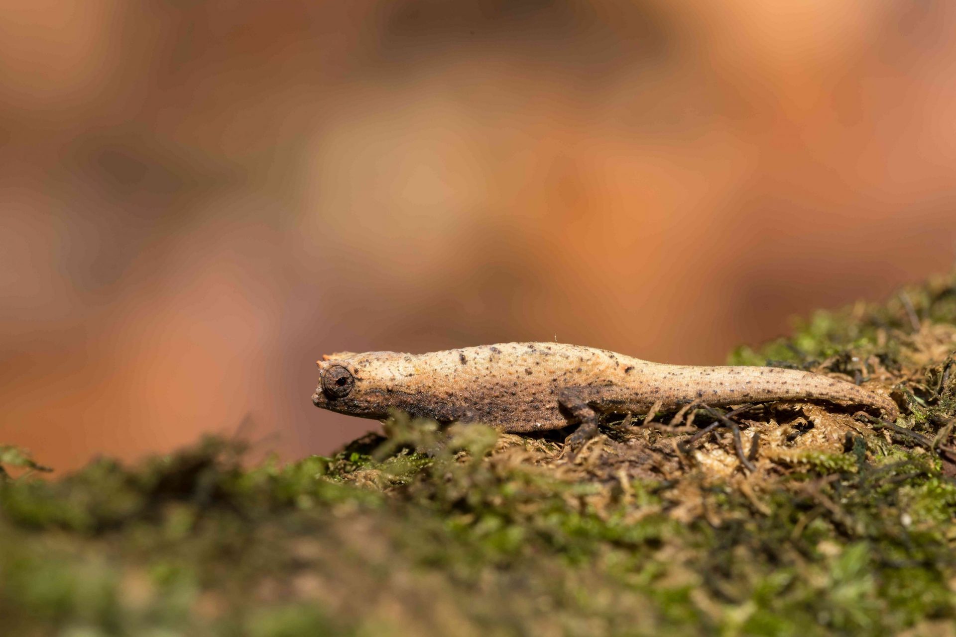 Diminuto camaleón Brookesia micra en la hierba