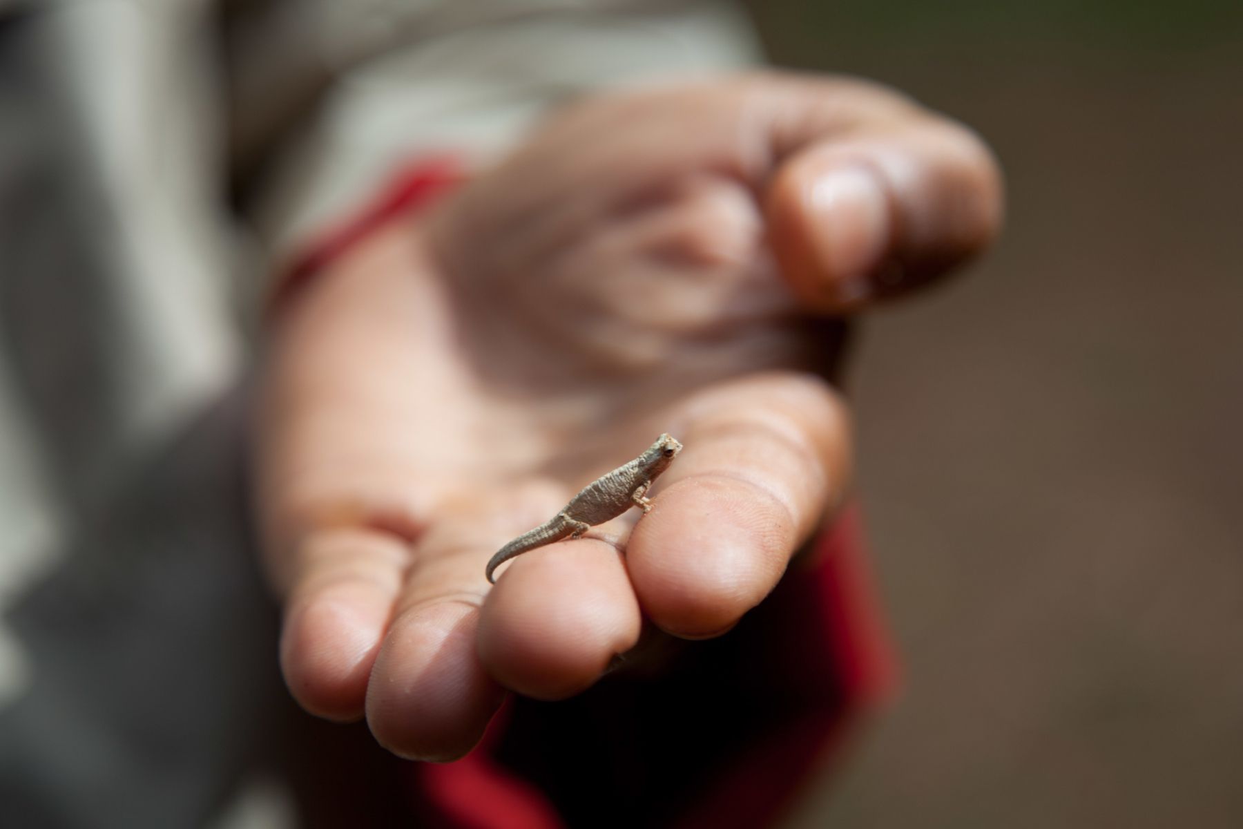 pequeño lagarto camaleón de pie sobre dos dedos humanos