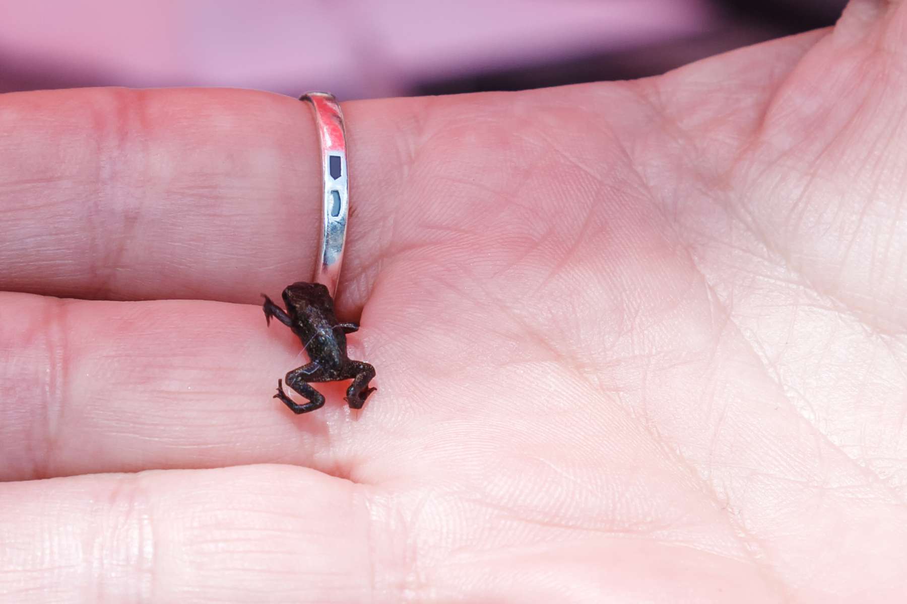 La rana vertebrada más pequeña del mundo camina entre los dedos humanos