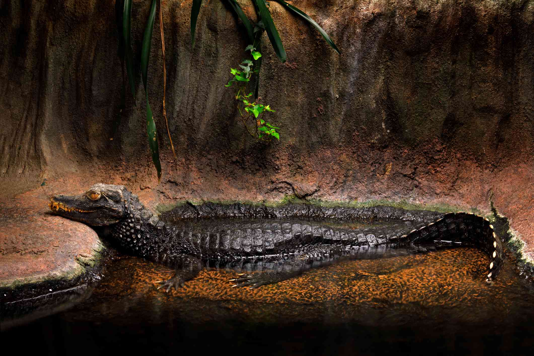 perfil de cuerpo entero de cocodrilo enano sentado en el agua