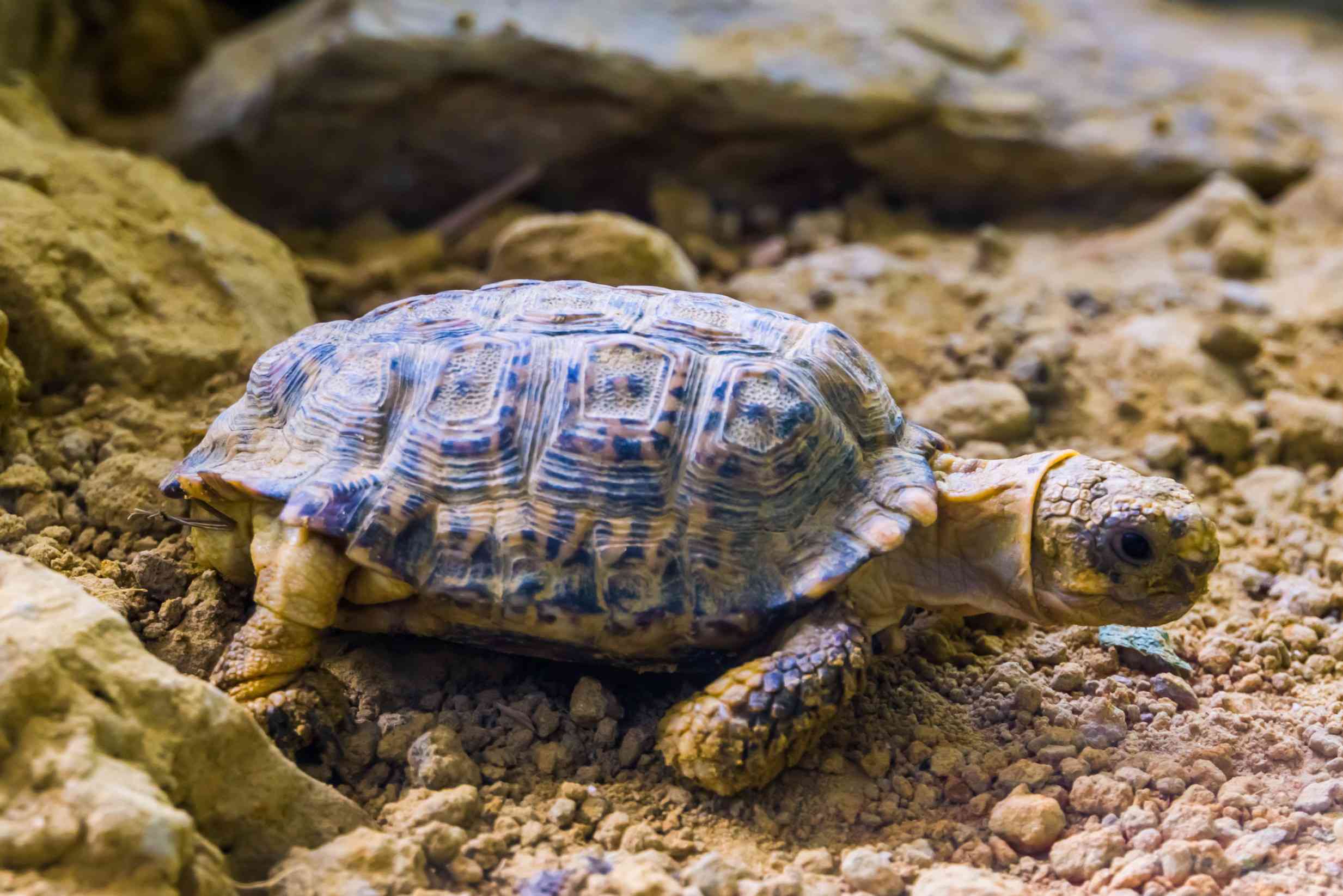 perfil de una pequeña tortuga de capa moteada caminando por la tierra