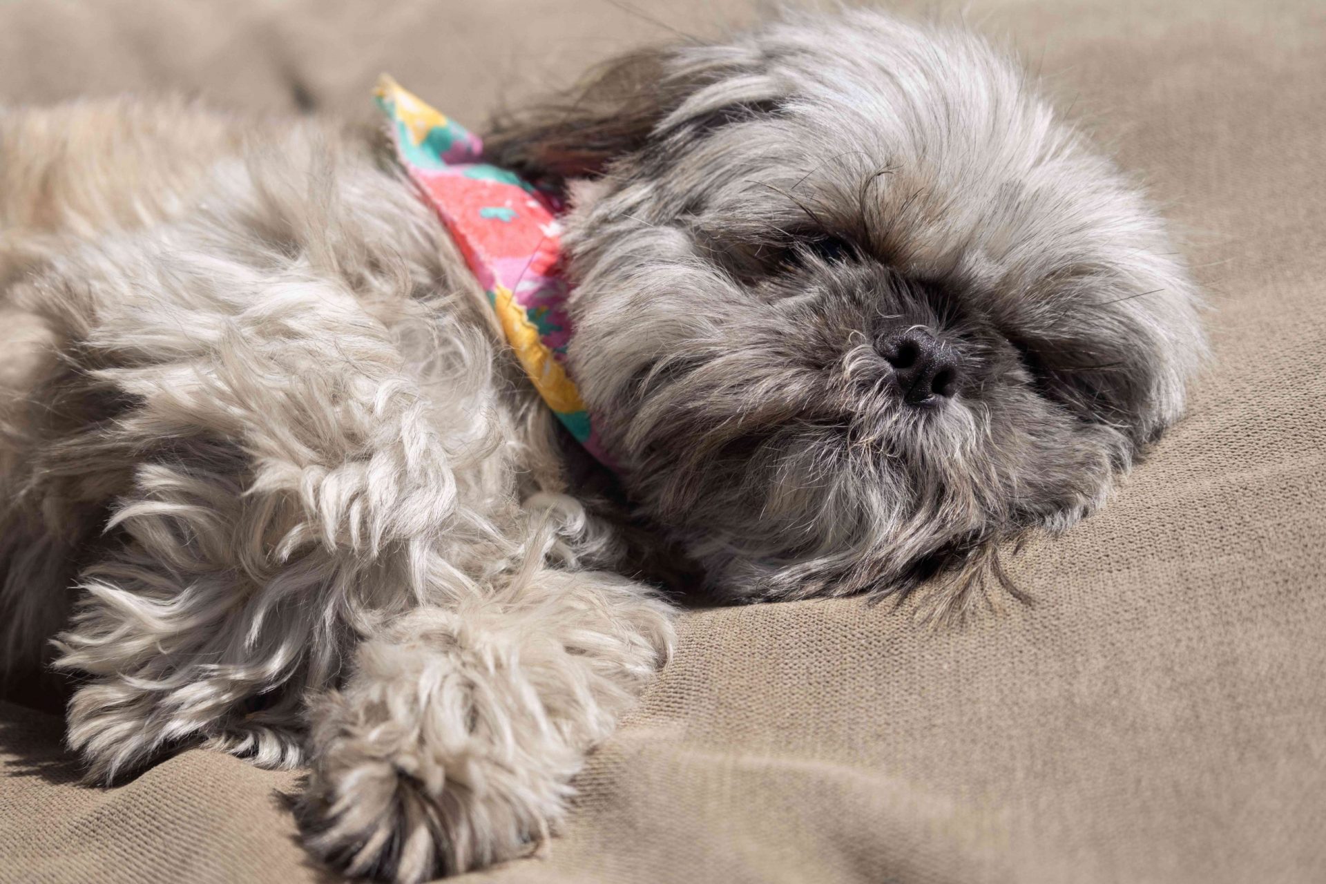 pequeño y esponjoso perro gris con pañuelo está profundamente dormido en una cama para perros de color canela