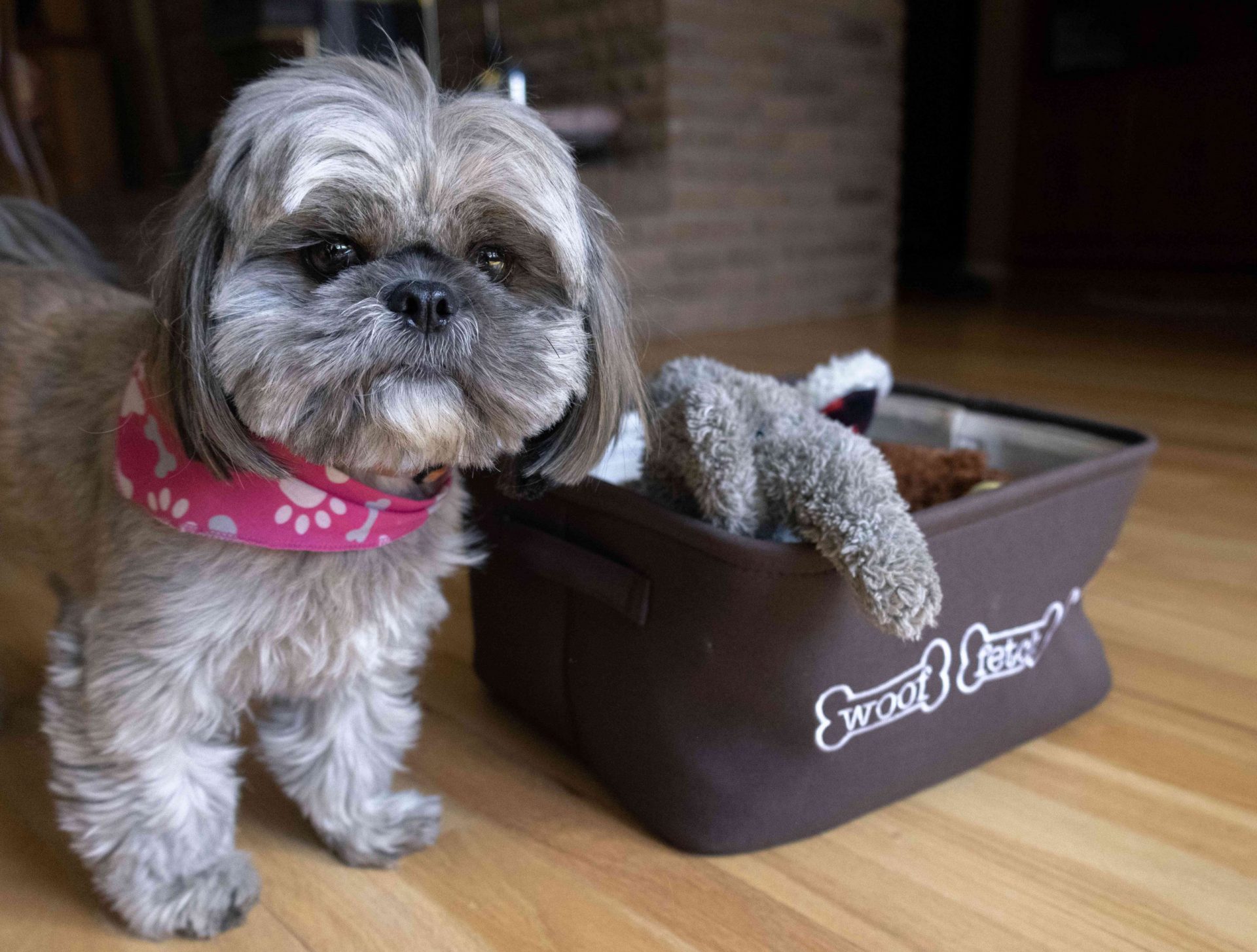 un perro pequeño de raza shih tzu gris y blanco junto a un cubo de tela con juguetes para perros