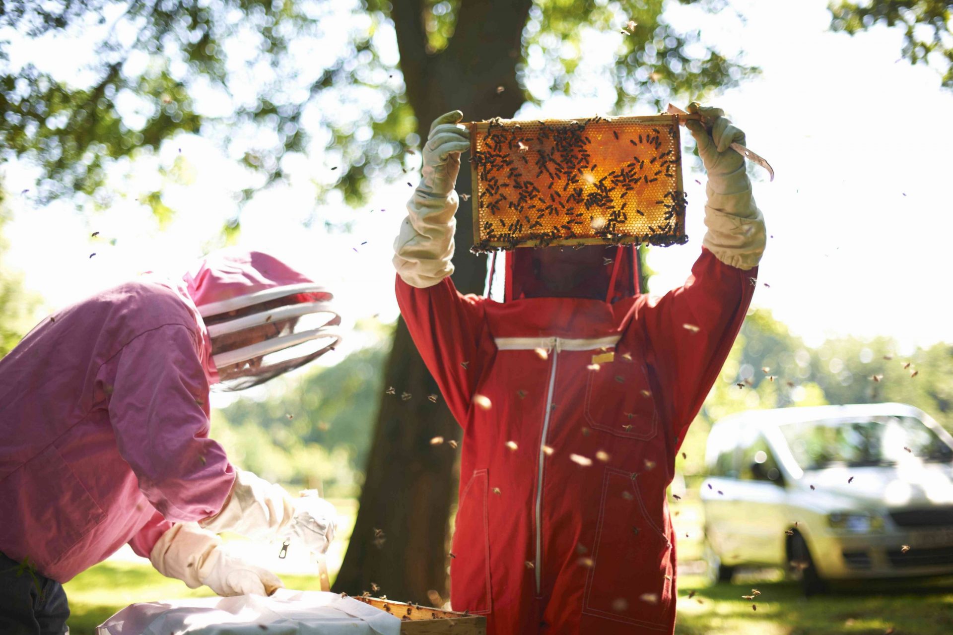 Dos apicultores levantando el marco de la colmena