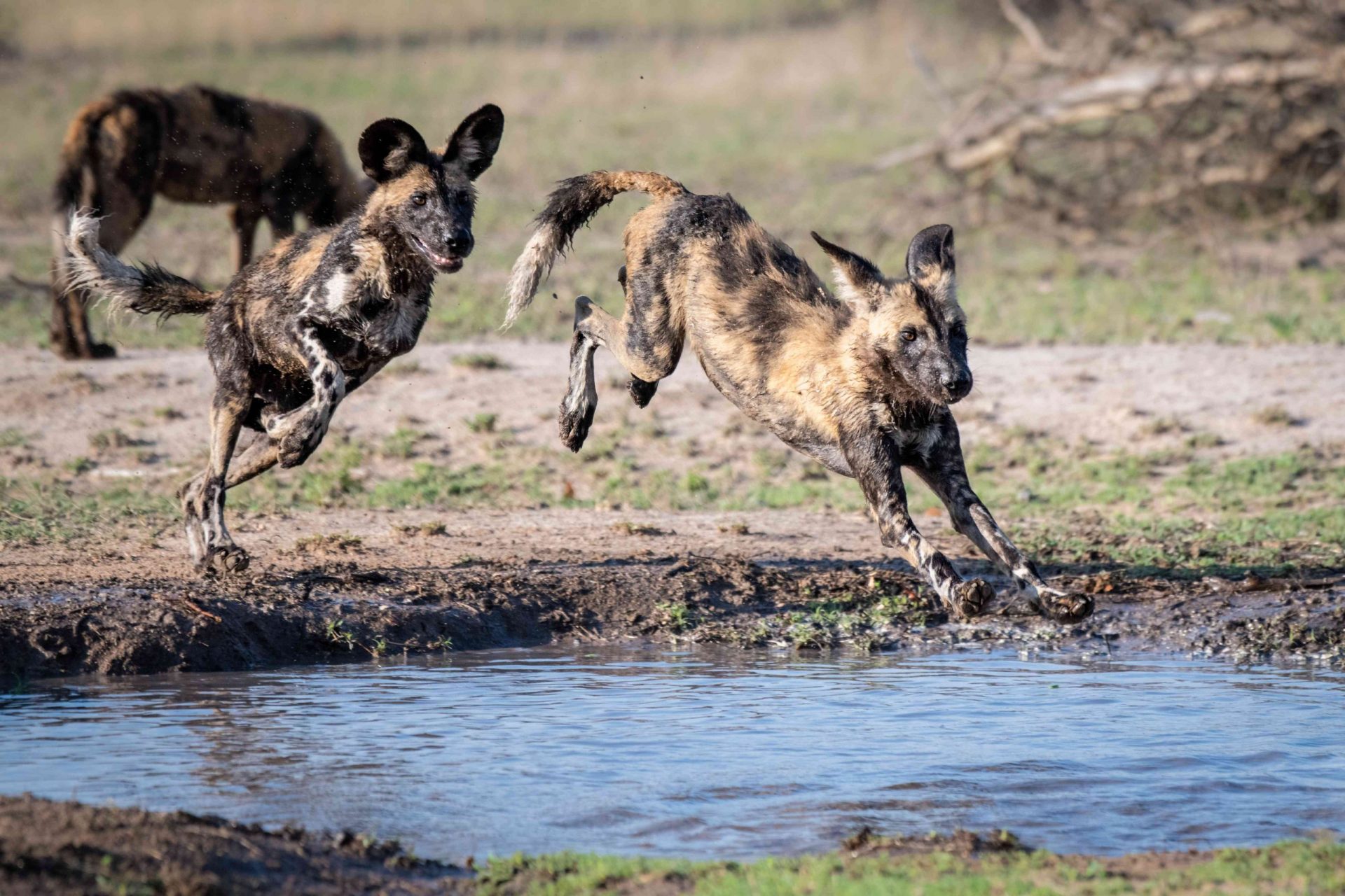 Dos perros salvajes, Lycaon pictus, se siguen y saltan por encima y dentro de una bandeja de agua, con las patas embarradas