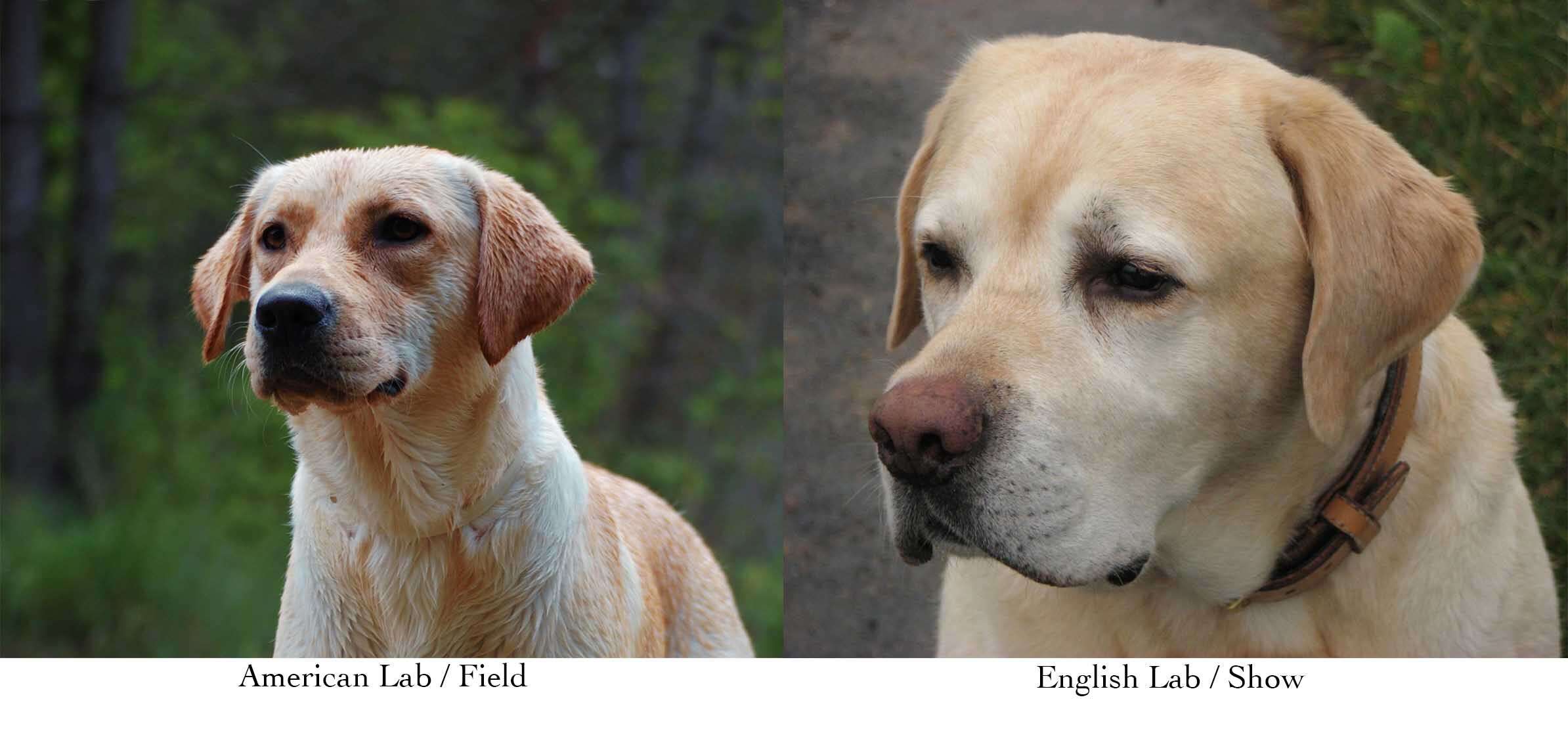 Labrador americano a la izquierda con cara más estrecha y cuerpo más delgado. Labrador inglés a la derecha con la cara y el hocico más anchos.