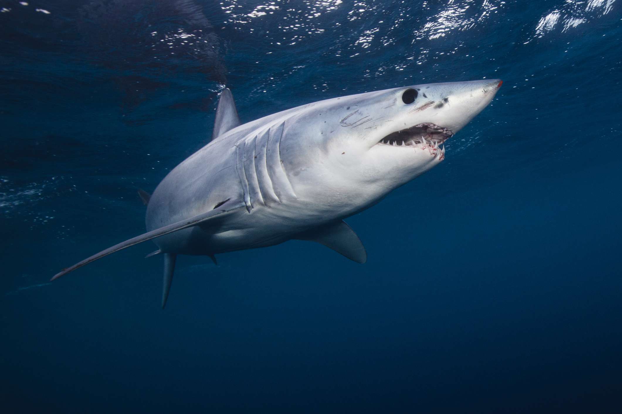 Un tiburón marrajo de boca abierta, plateado y blanco, nadando en el mar, en la costa oeste de Nueva Zelanda