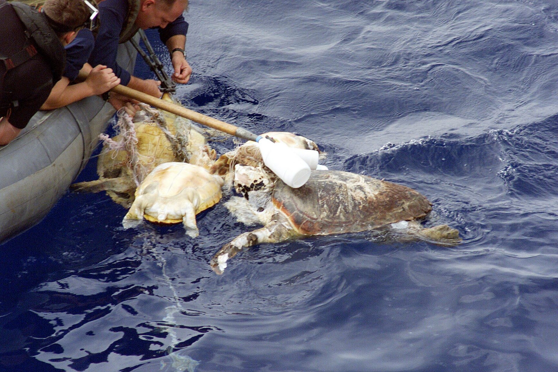 Personal naval de EEUU rescata a una tortuga enredada