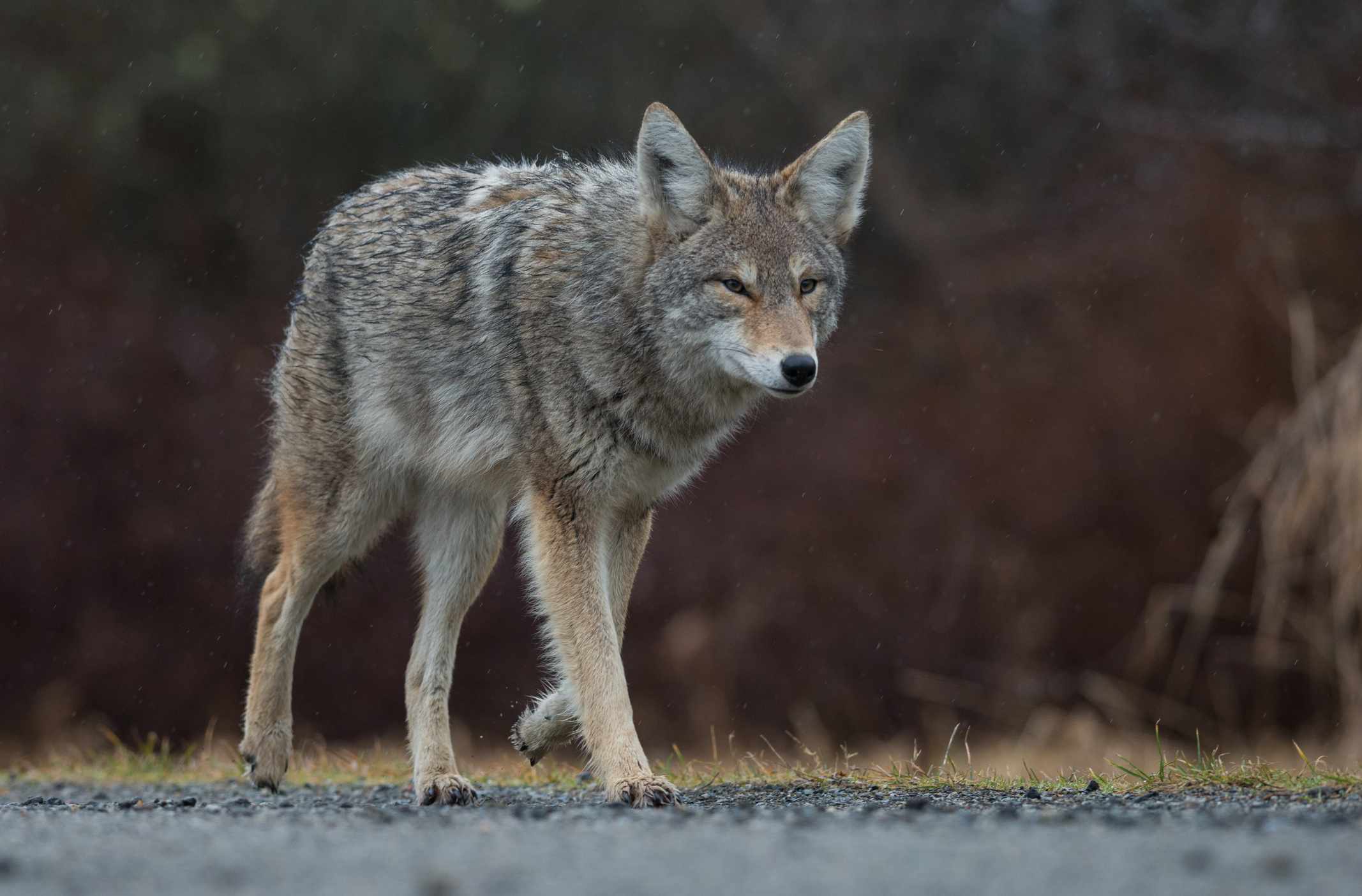 coyote gris y moreno camina por un sendero de grava al atardecer