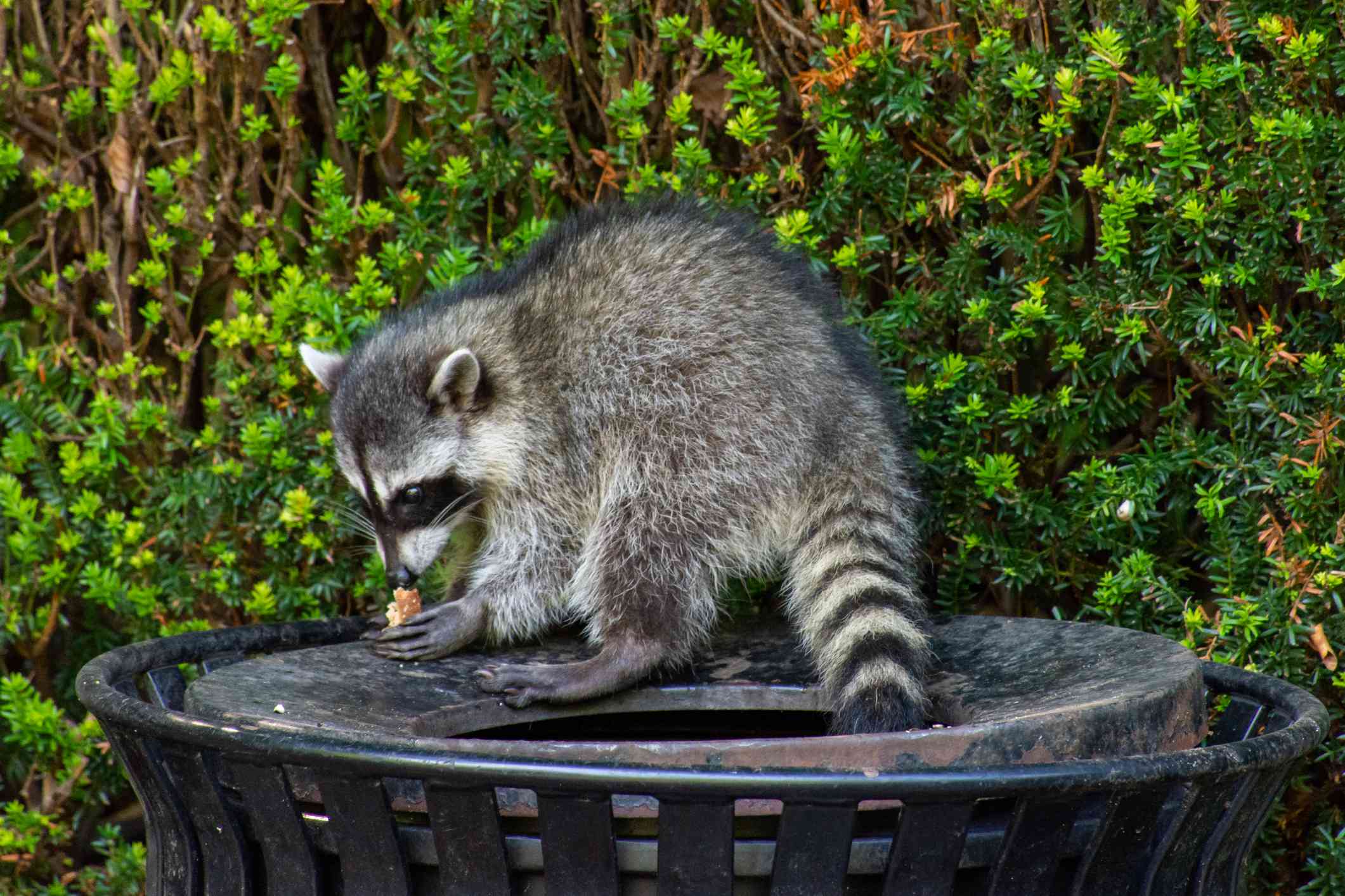 un mapache encaramado a un cubo de basura se come la comida que saca de la basura