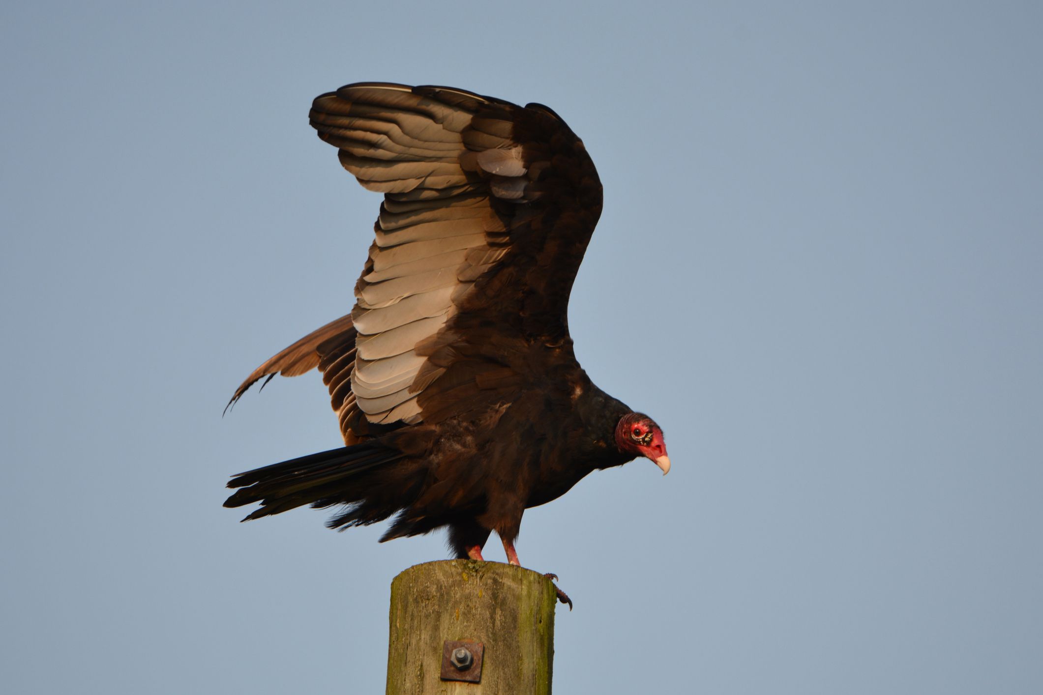 buitre descansa sobre un poste de madera con sus grandes alas negras abiertas hacia arriba
