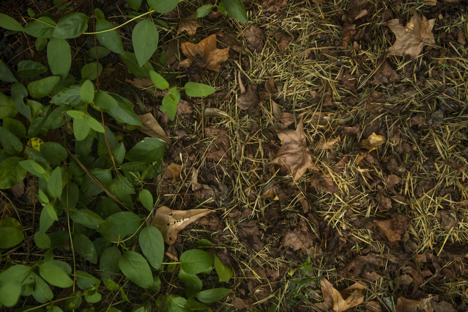 lianas verdes y hojas marrones muertas en el suelo