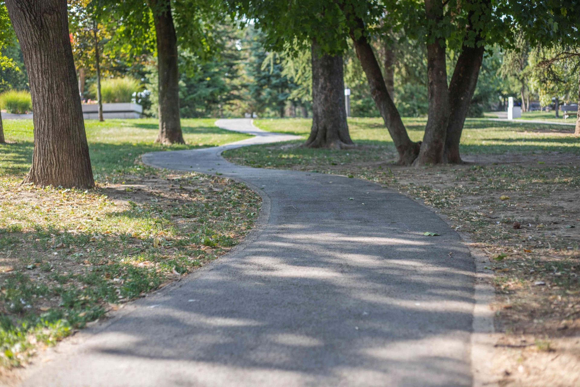un sendero pavimentado y sinuoso en un parque urbano con árboles maduros