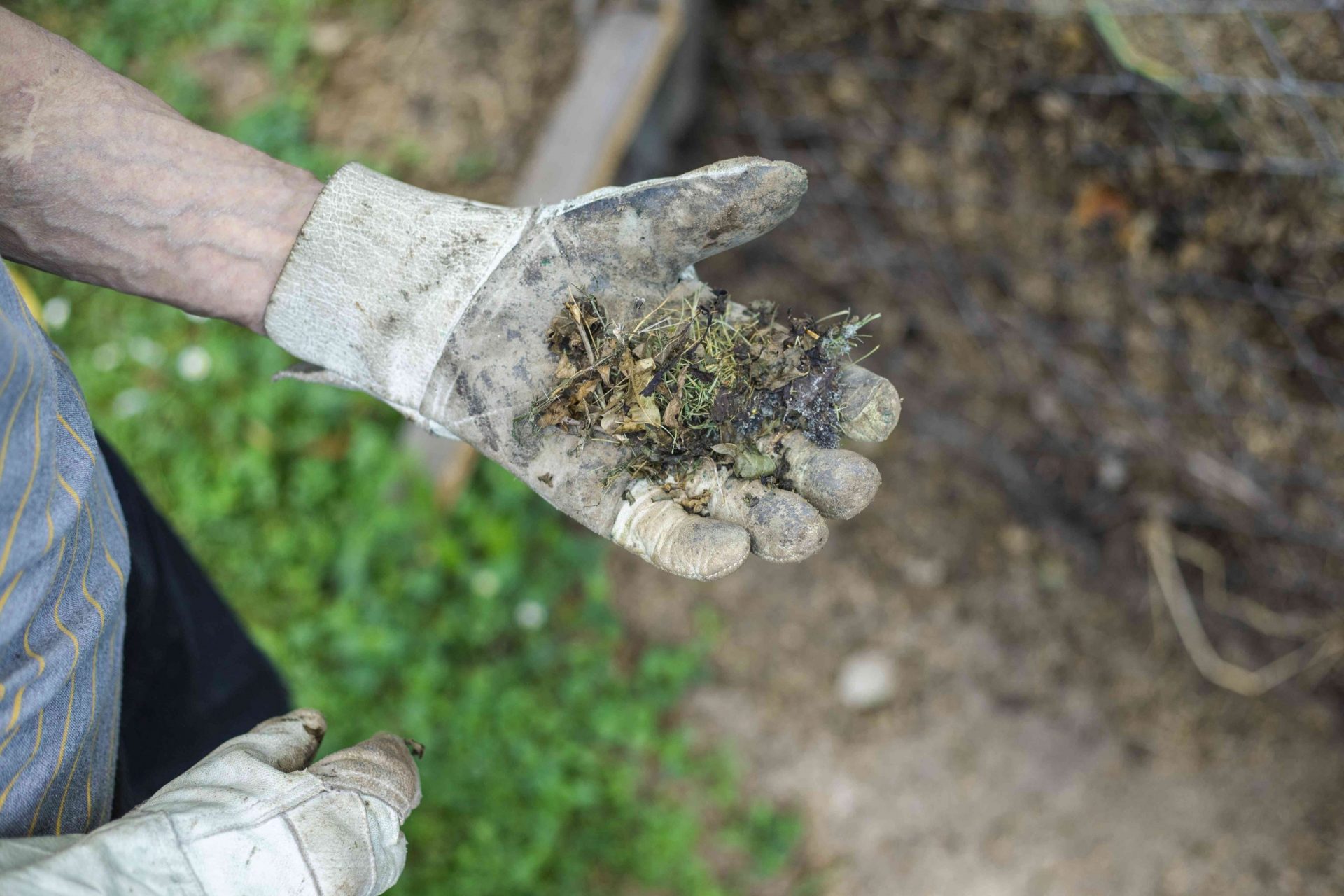 una persona mayor con guantes de jardín empuja los recortes de plantas muertas junto a la pila de compost
