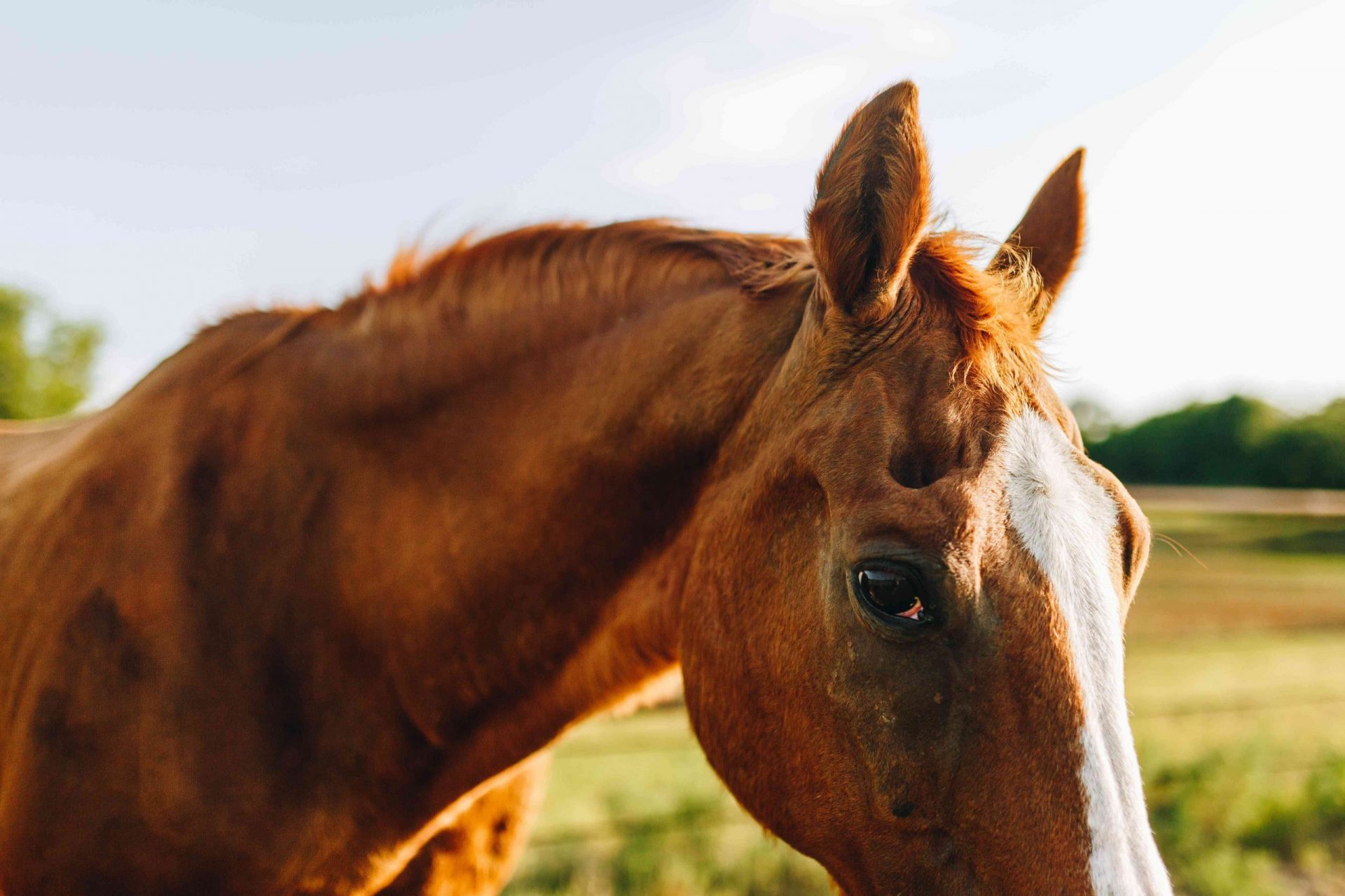 foto de perfil de un caballo marrón haciendo contacto visual
