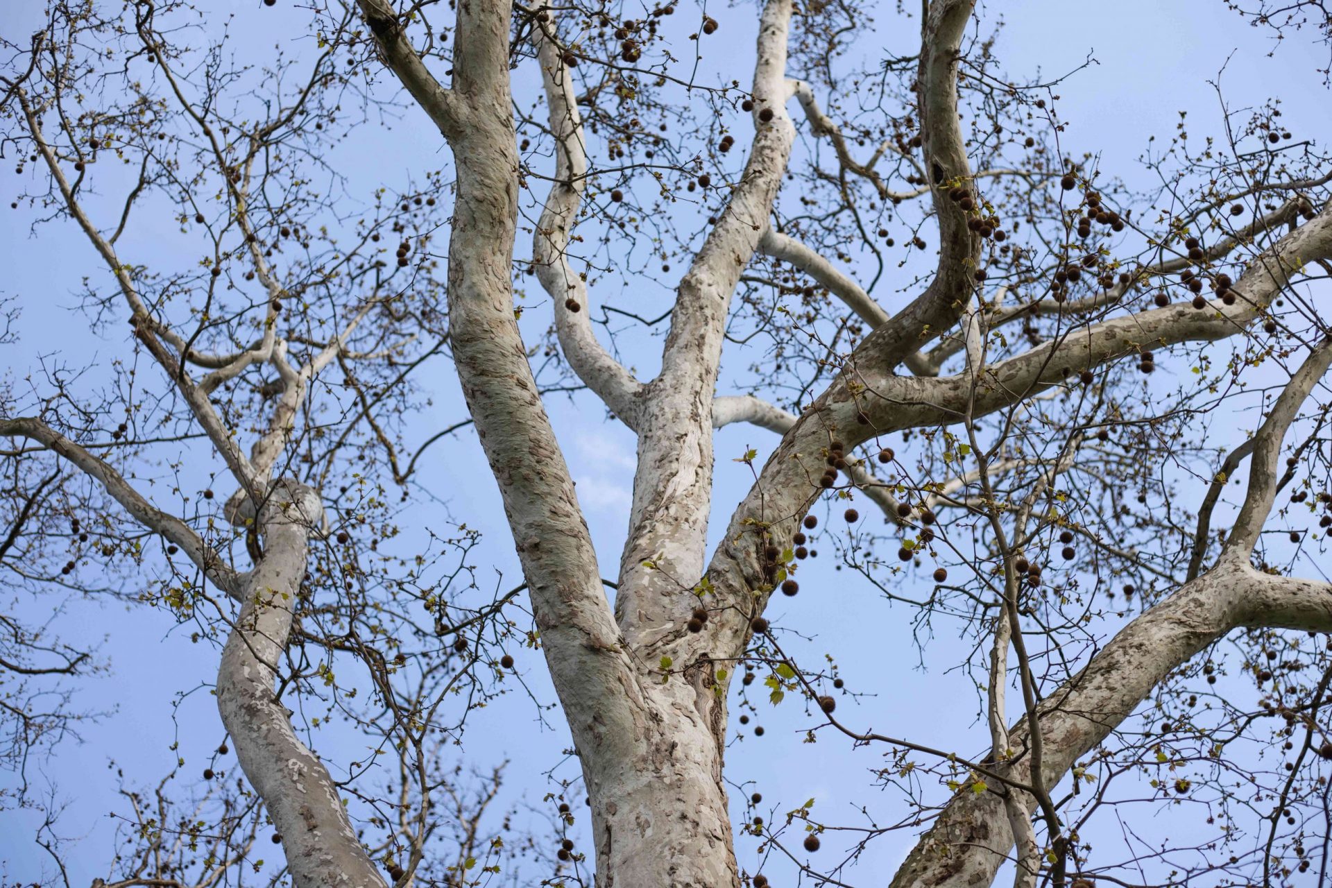 imagen de un haya con las ramas desnudas y el cielo azul sin nubes