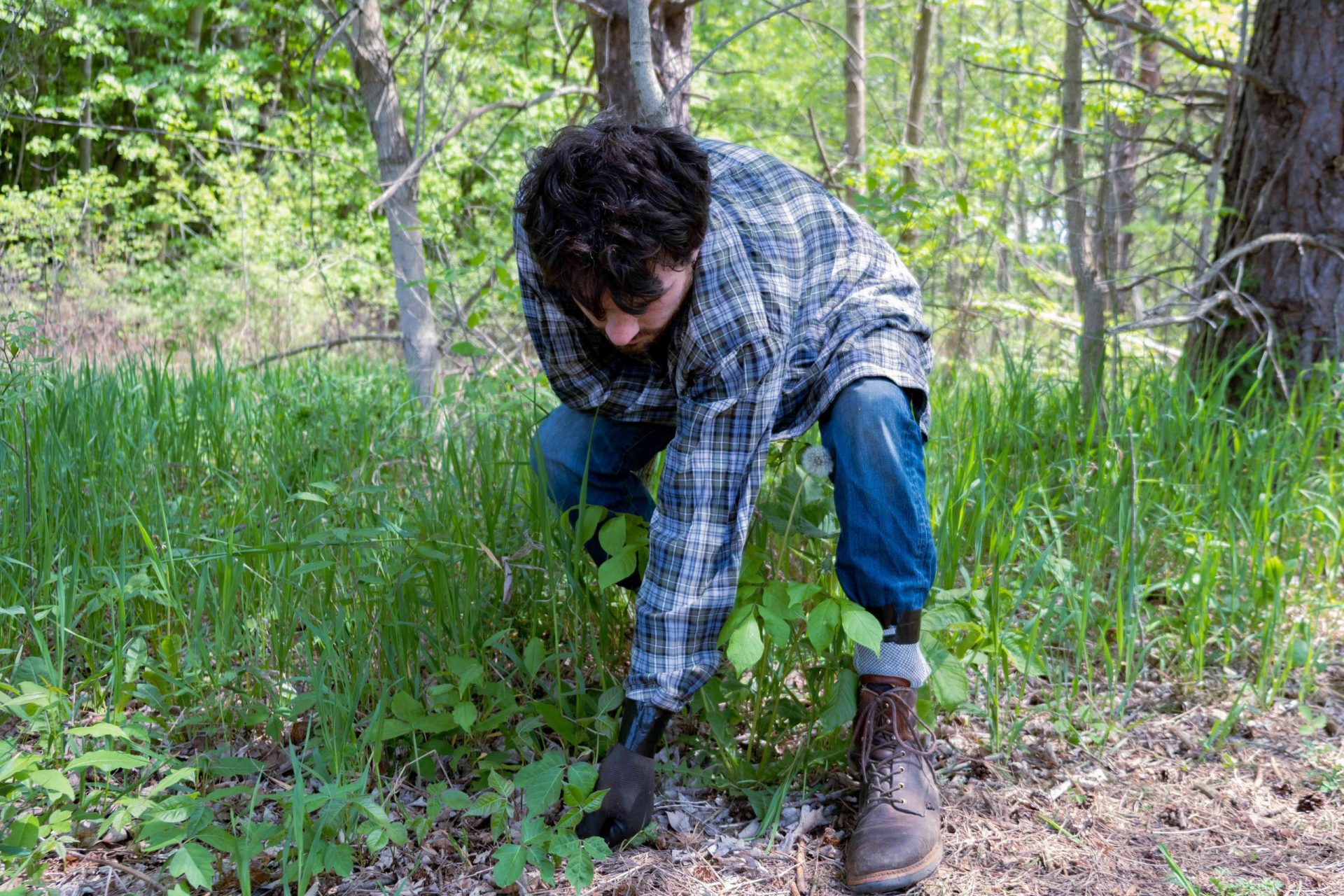 hombre con camisa de manga larga y pantalones atados con cinta adhesiva que arranca hiedra venenosa del suelo del bosque