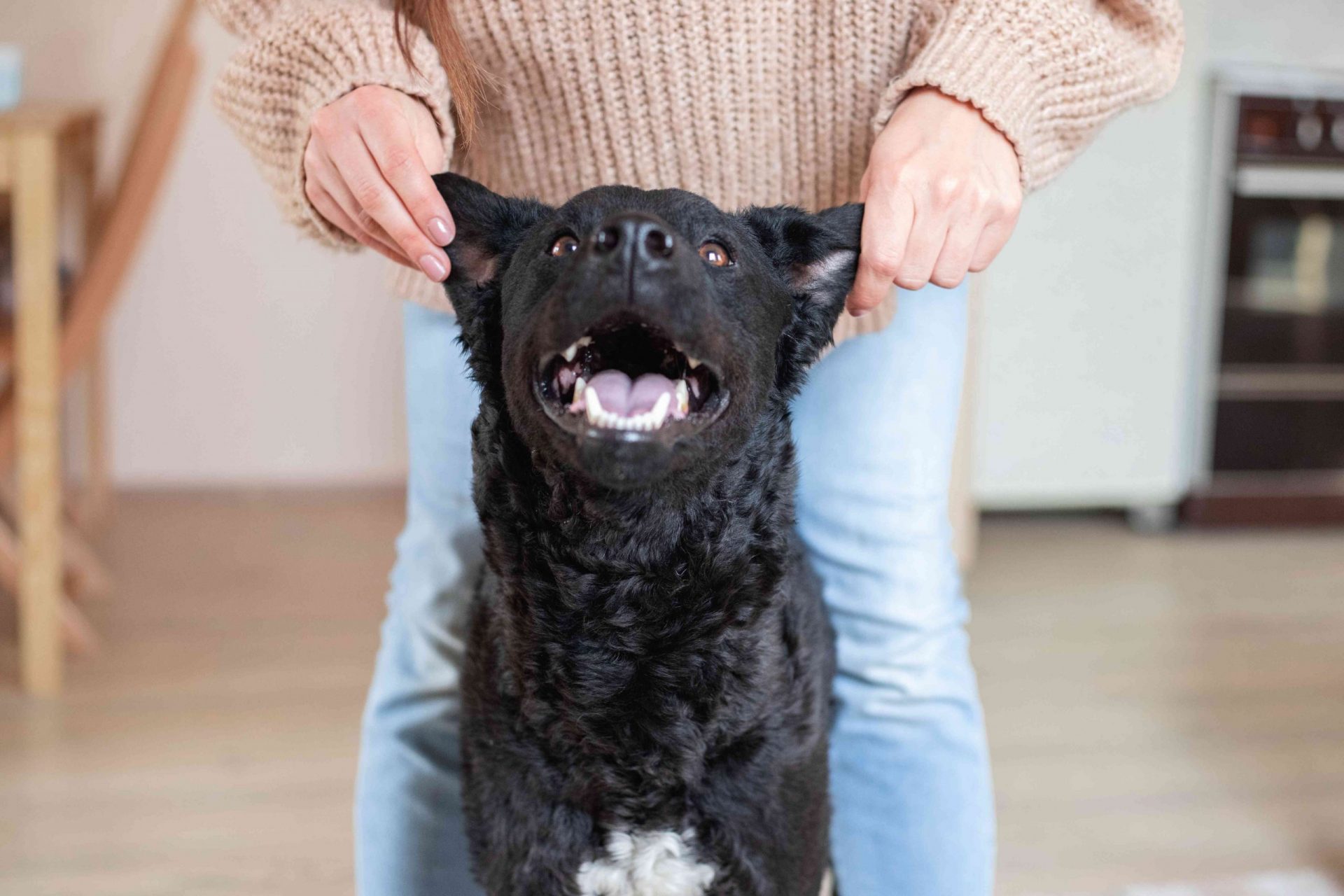 una persona se coloca detrás de un perro negro y levanta las orejas juguetonamente mientras el perro sonríe