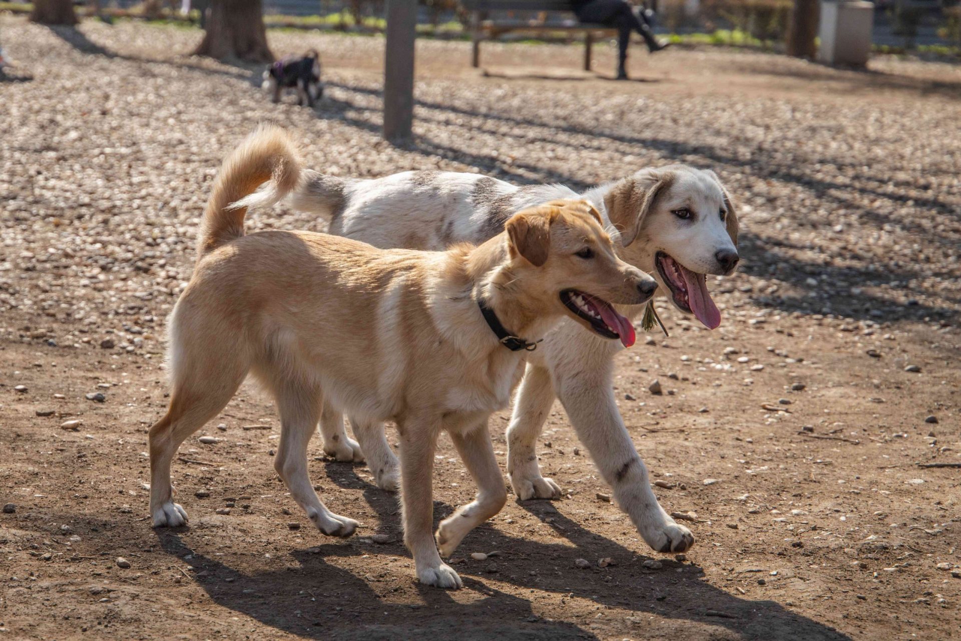 Dos grandes perros mestizos de color canela corren juntos en un parque para perros