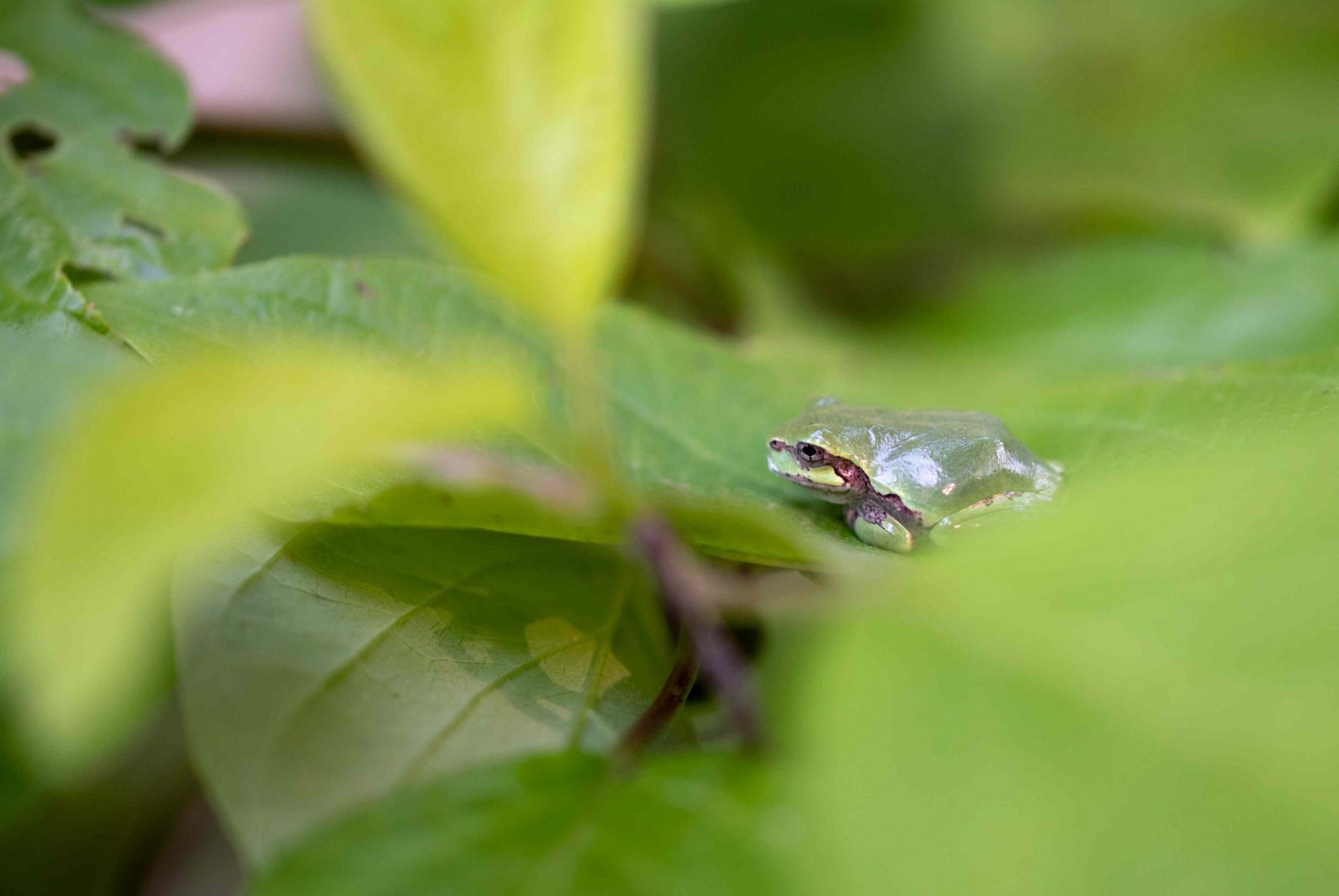 foto de primer plano de una rana verde brillante sobre una hoja verde ancha