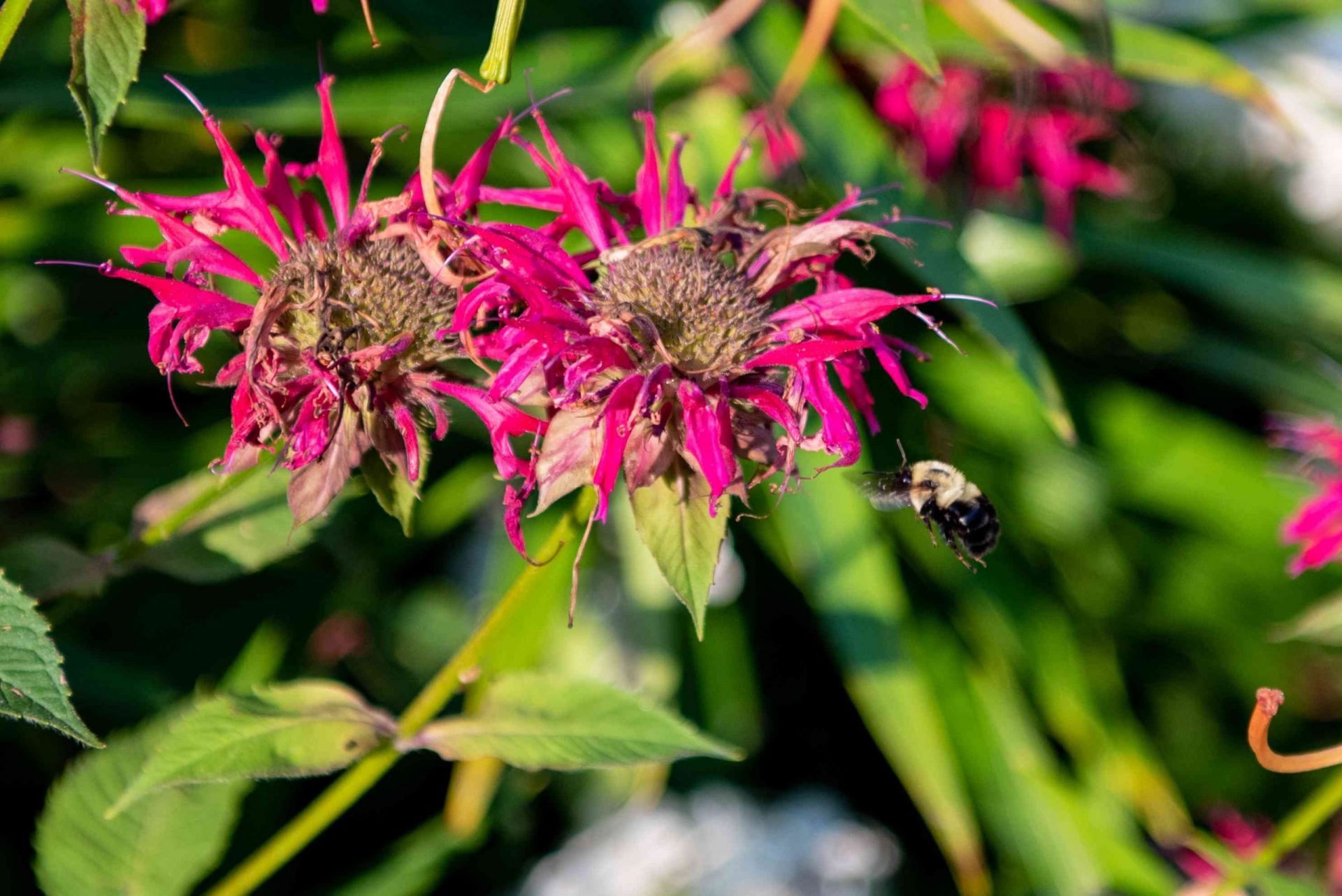 primer plano de flores rosas con un abejorro peludo revoloteando cerca