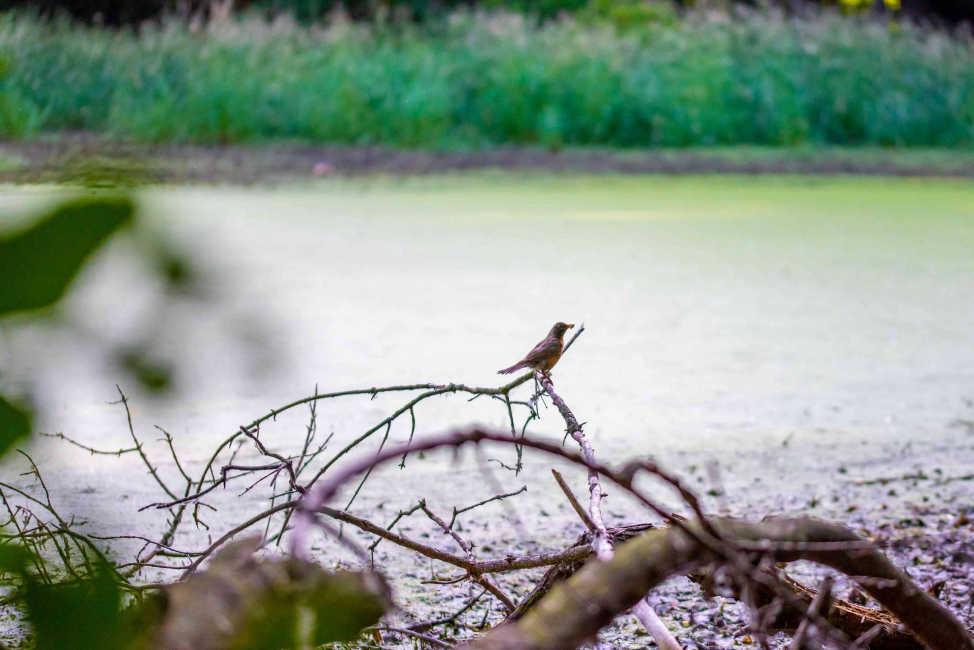 pequeño pájaro marrón sentado en una rama en primer plano, hierba alta borrosa detrás