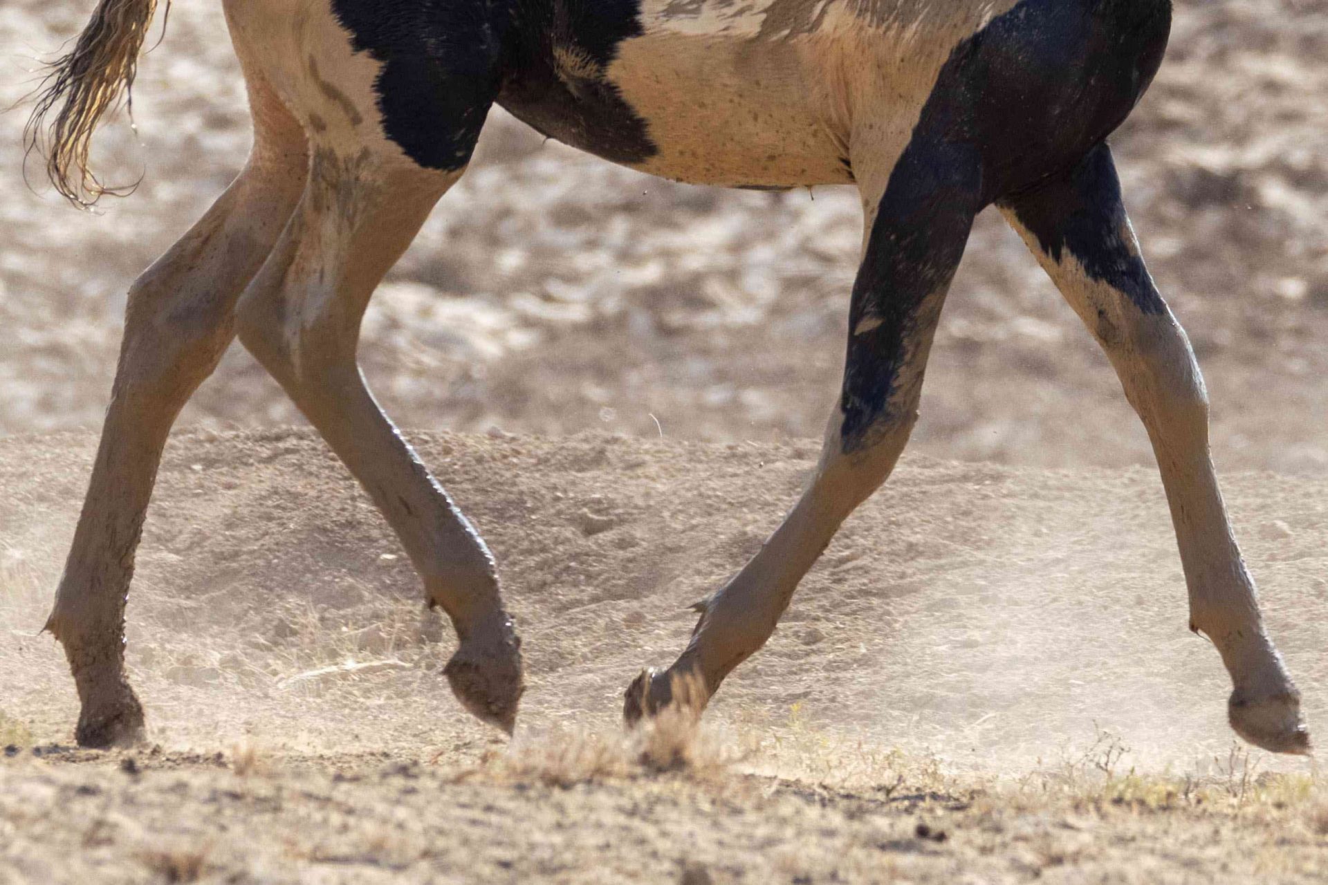 vista inferior de la cabeza de un caballo manchado corriendo en un terreno polvoriento