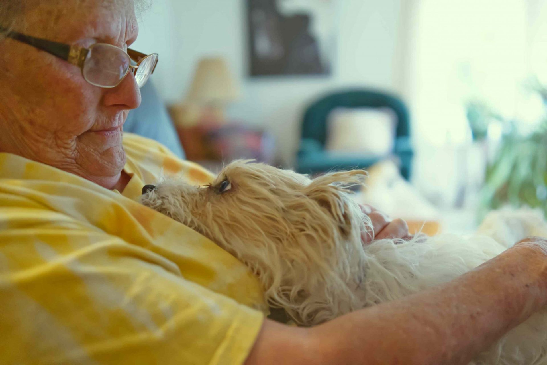 pequeño perro terrier blanco mira con adoración a su dueña, una mujer mayor con camisa amarilla
