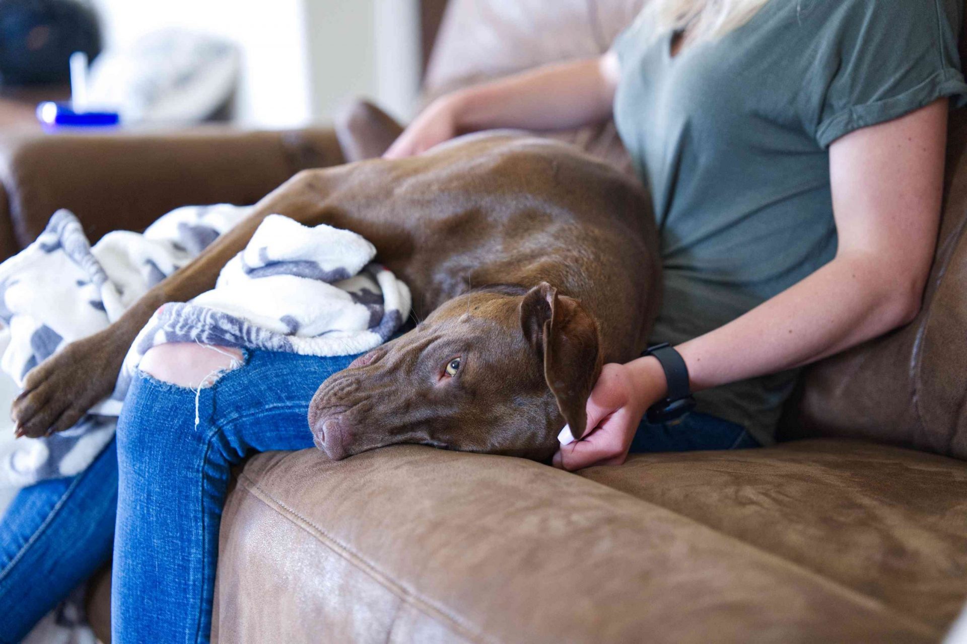 un perro labrador marrón ansioso se acurruca en el regazo de su dueño en un sofá de cuero marrón