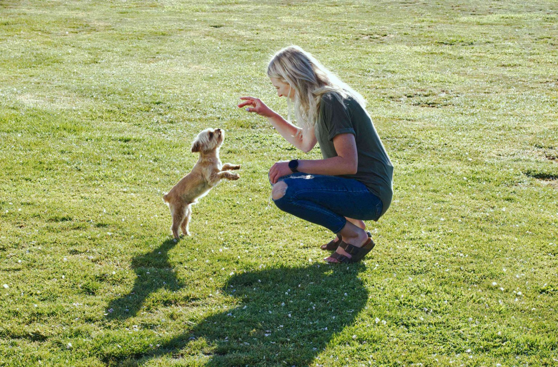 una mujer rubia y un perro pequeño hacen trucos mientras juegan al aire libre en el césped