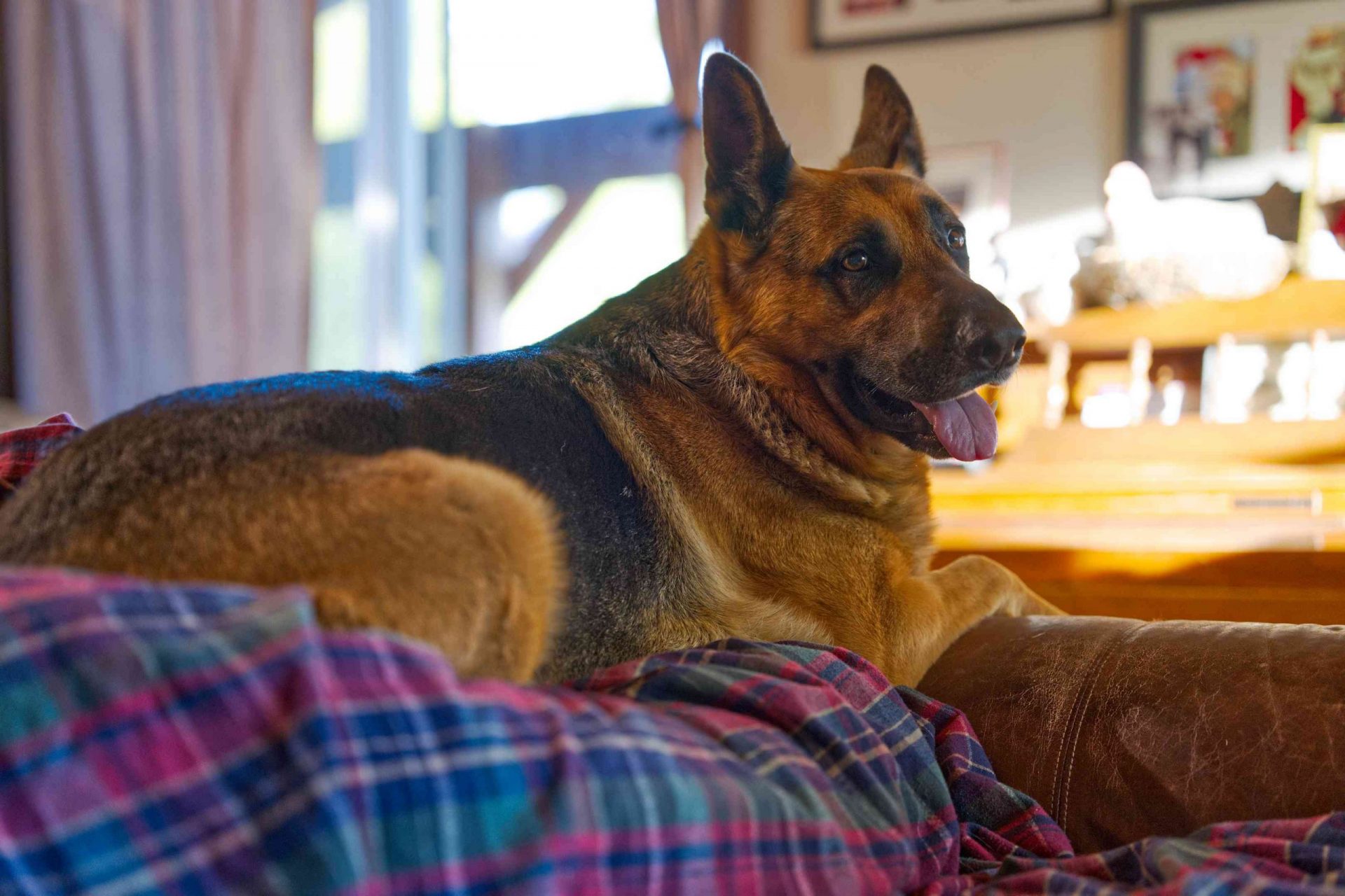 un perro pastor alemán sonriente sentado encima de un sofá de cuero marrón con una manta a cuadros