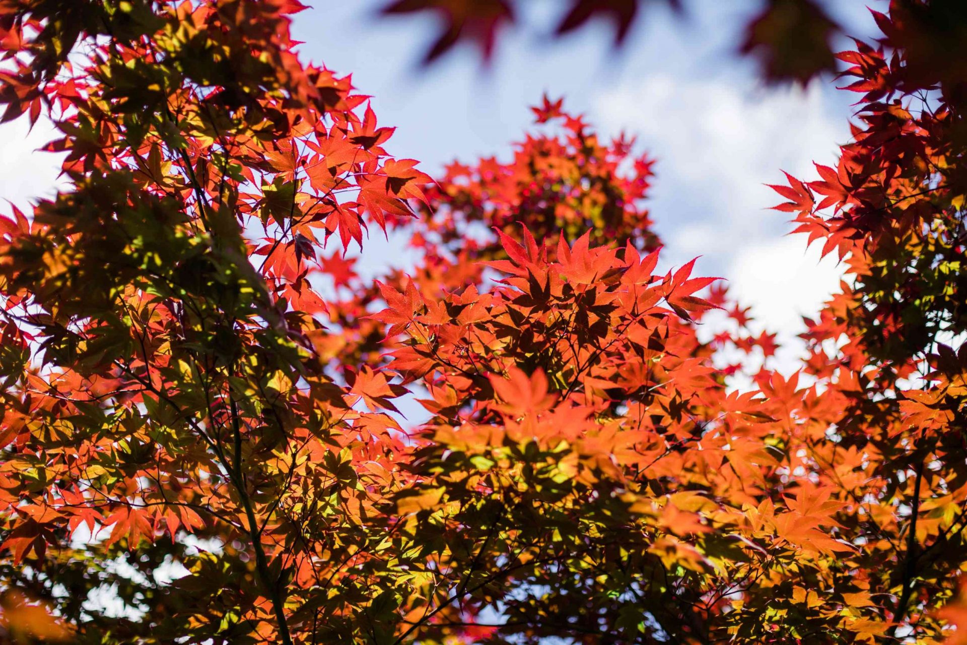 árbol japonés de hojas de arce rojas con pocas hojas verdes contra un cielo azul con nubes