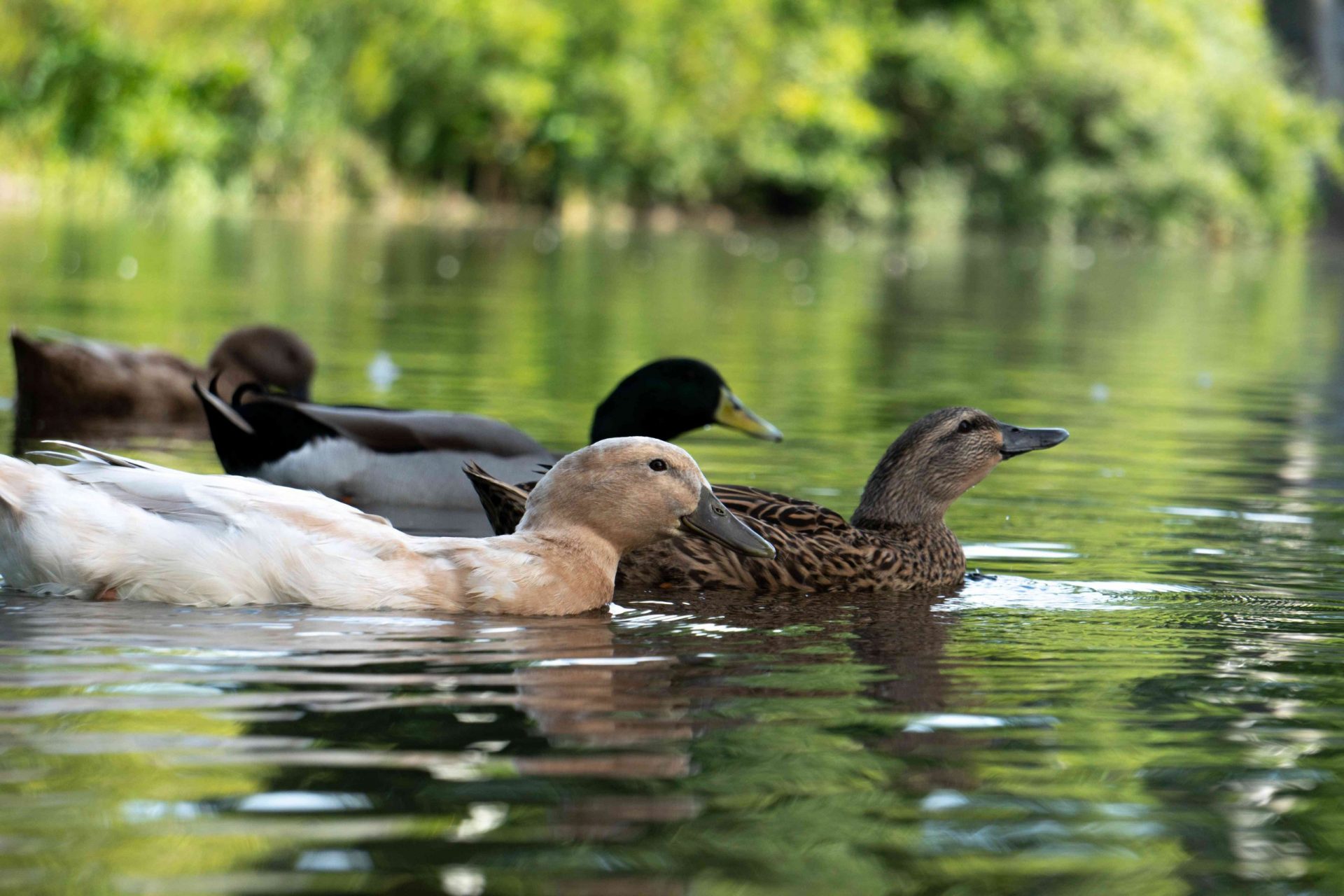 bandada de patos nadando en un estanque verde