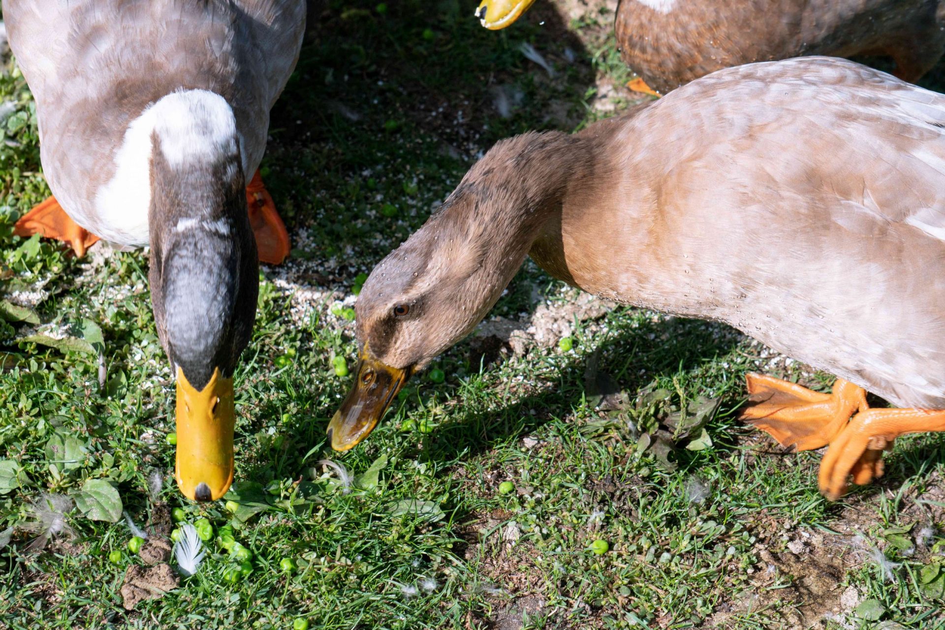 dos patos buscan comida en la hierba