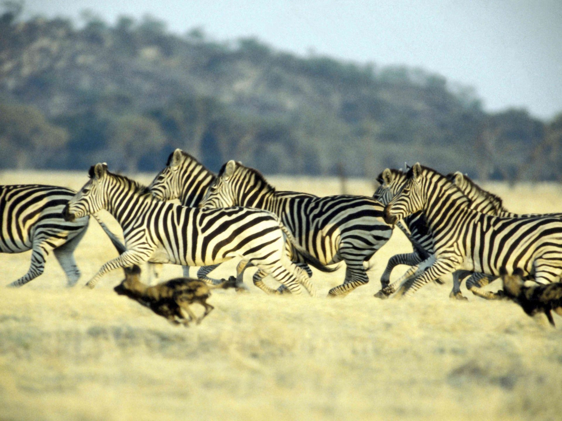 Perros salvajes persiguiendo cebras en la sabana , África
