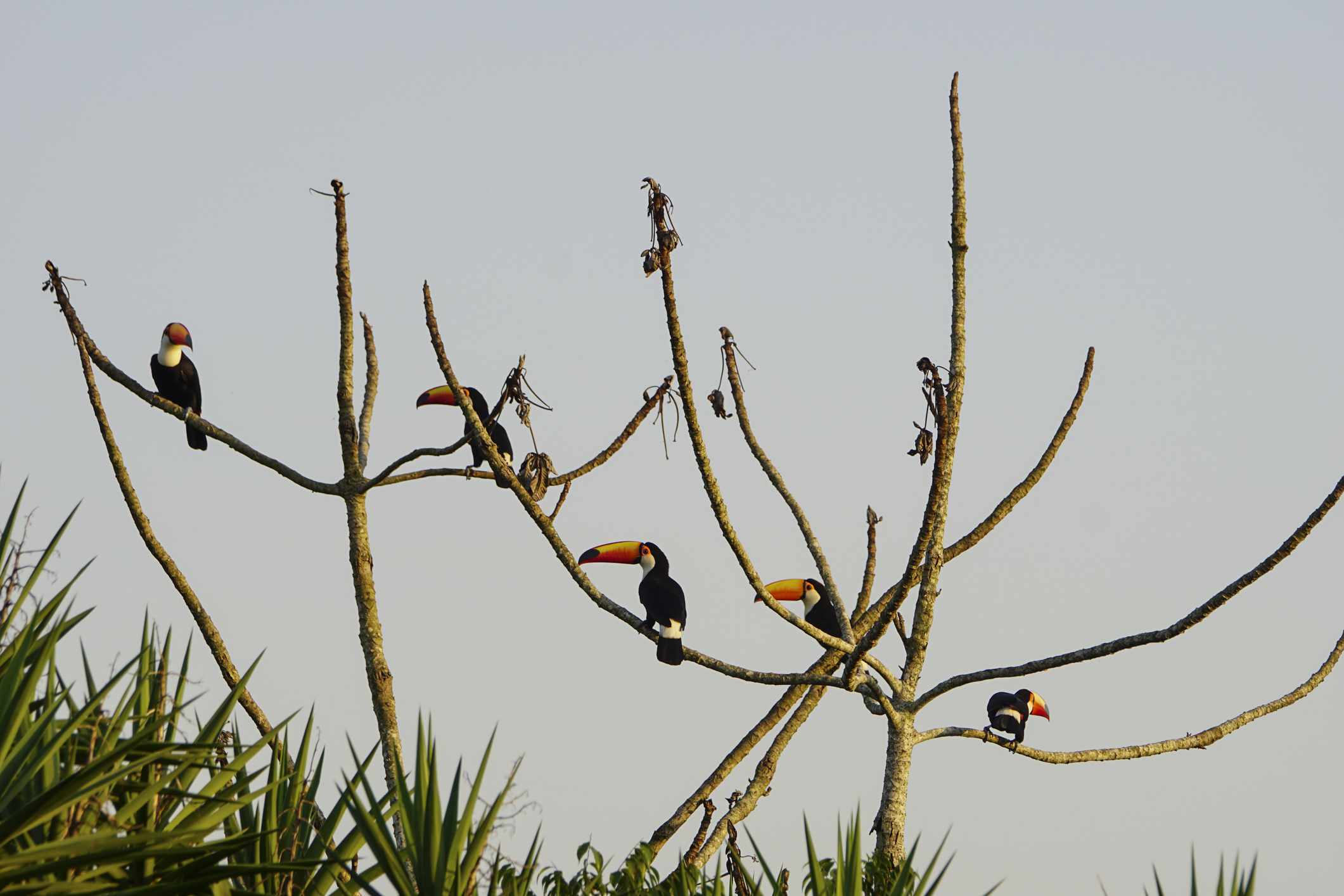 Pájaros tucanes salvajes en el Parque Nacional de Iguazú en Sudamérica