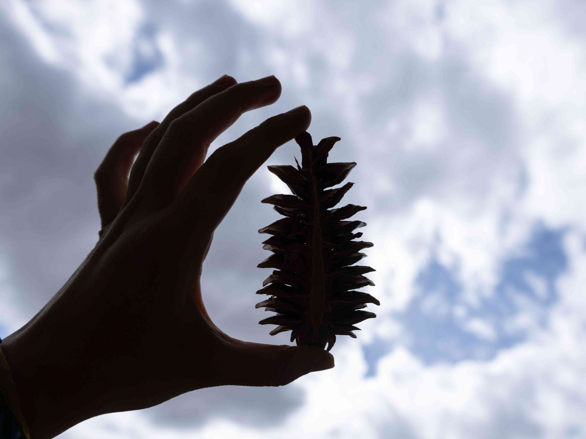 silueta de una mano sujetando una pequeña piña contra un cielo azul nublado
