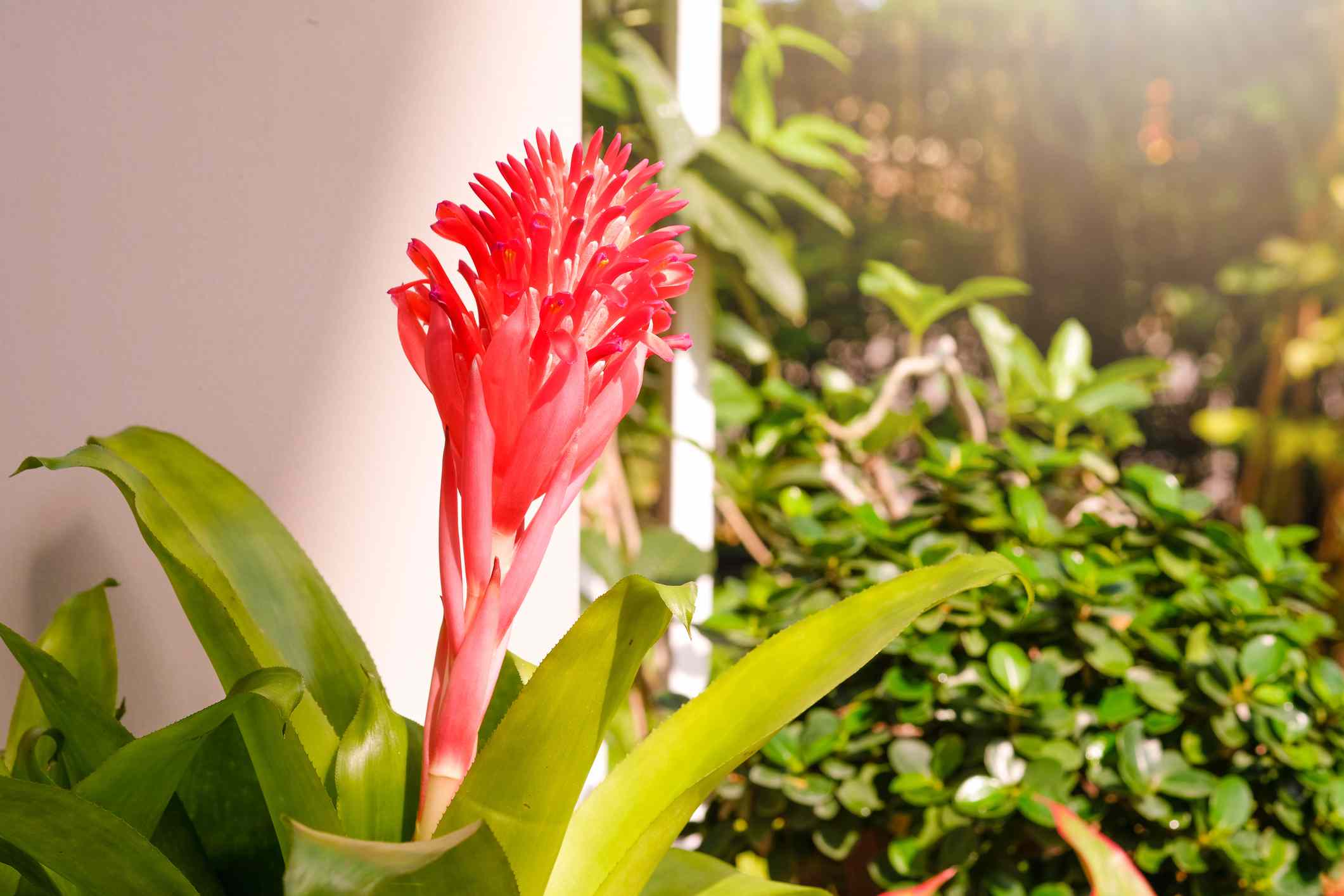 Una planta urna de color rosa brillante recibiendo sol cerca de una ventana