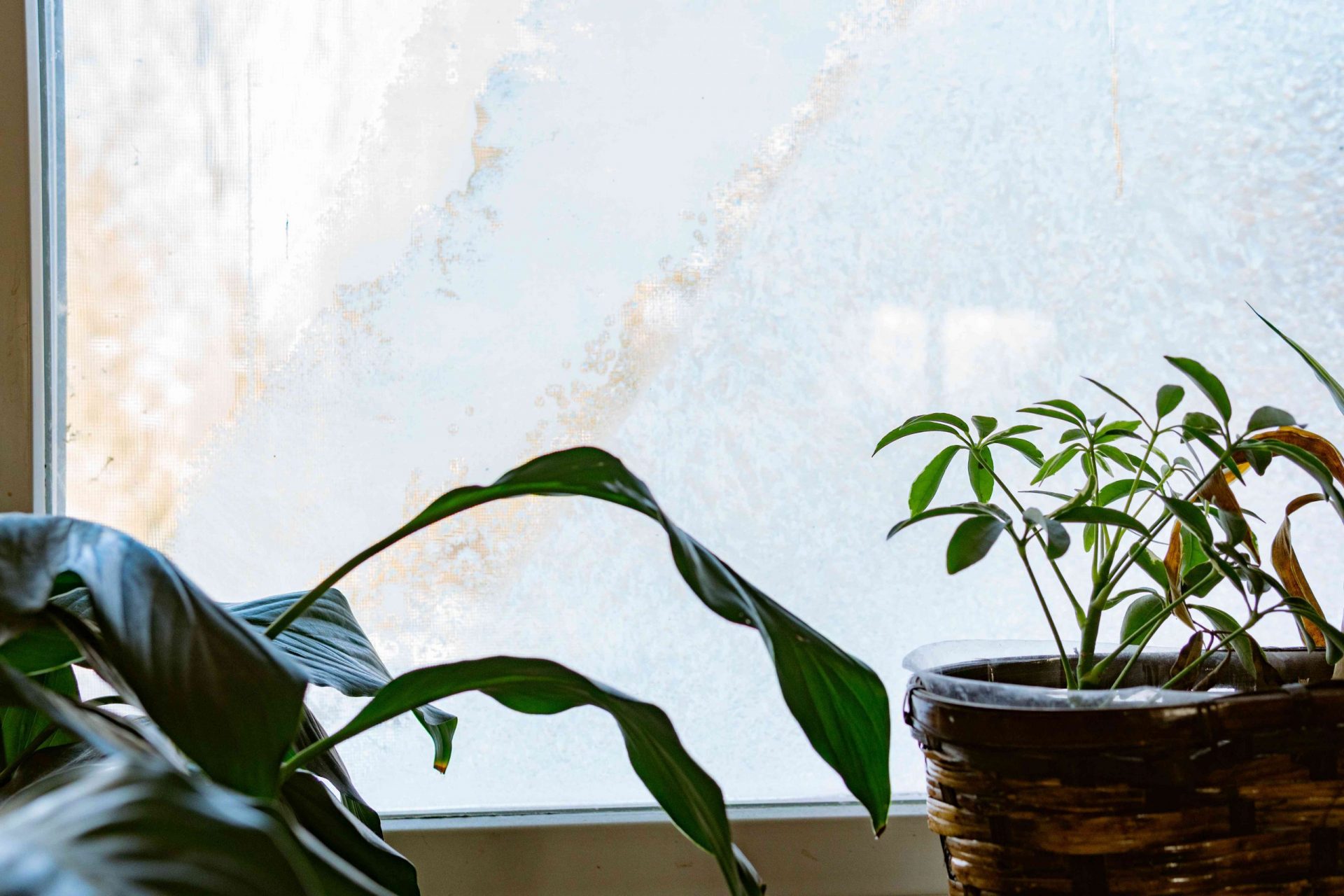 plantas de interior junto a la ventana nevada de invierno