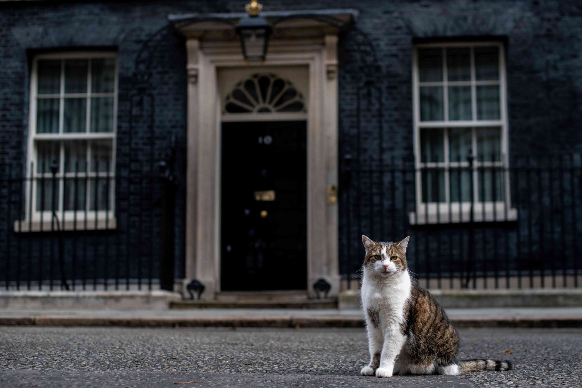 gato blanco y marrón frente al 10 de Downing Street