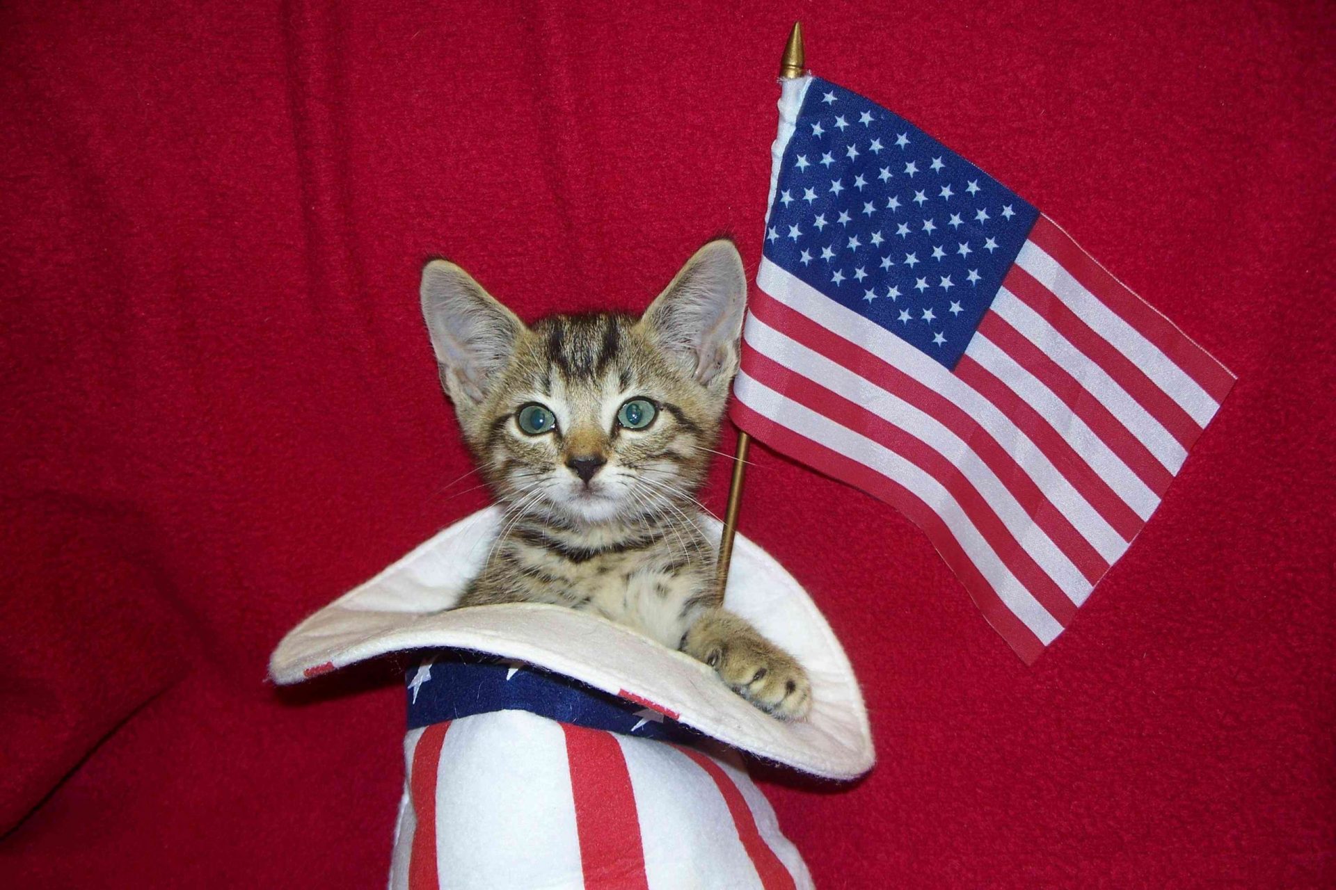 gato atigrado con sombrero del tío Sam ondeando la bandera americana