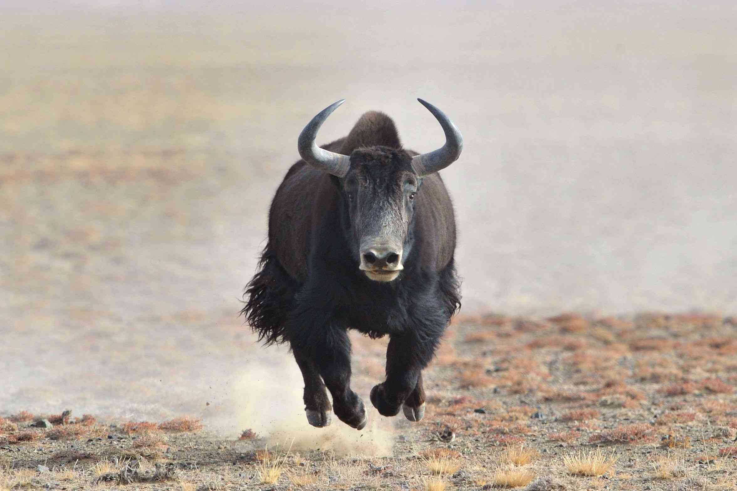 yak corriendo