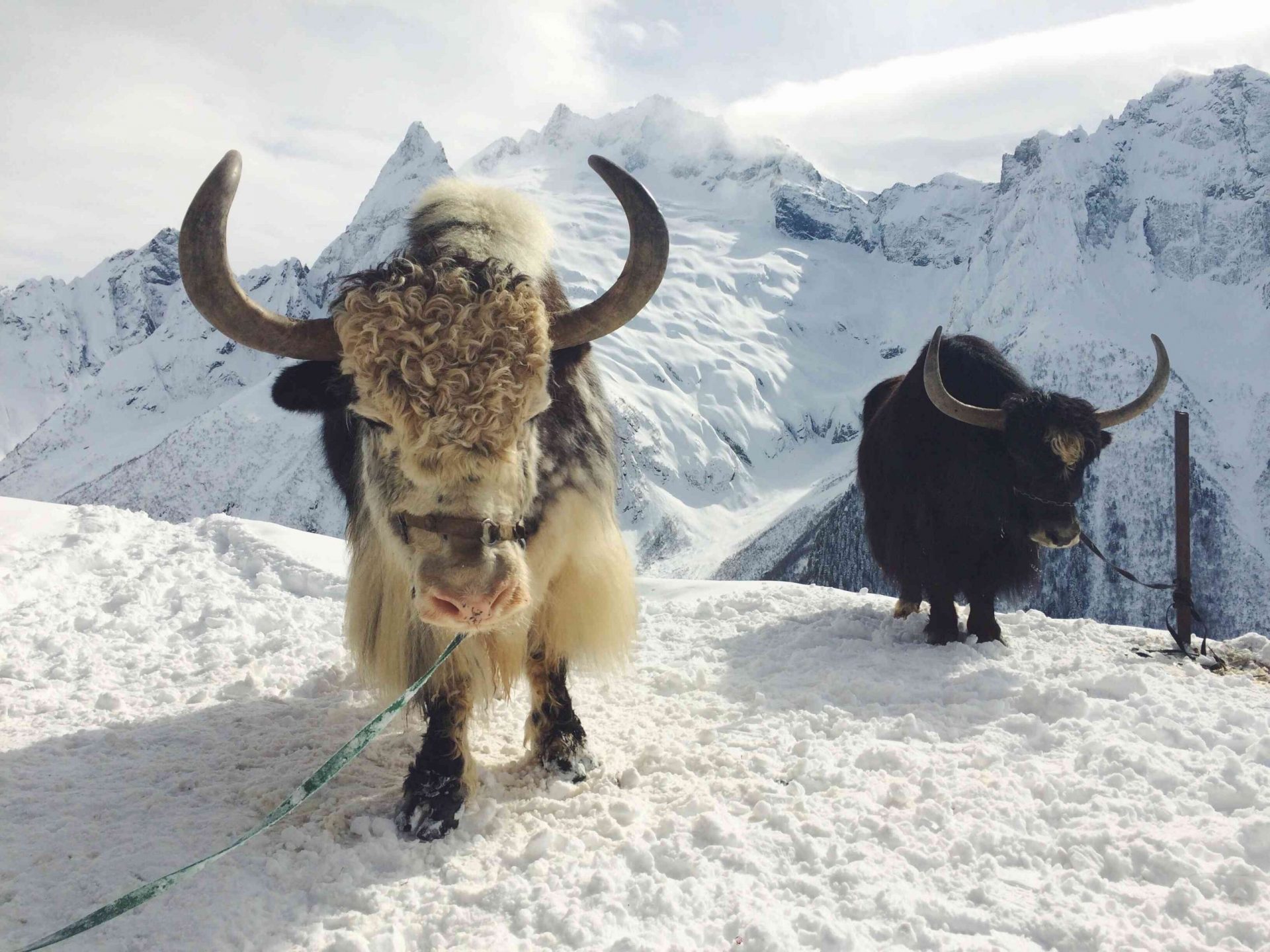 yaks de pie en la nieve en las montañas