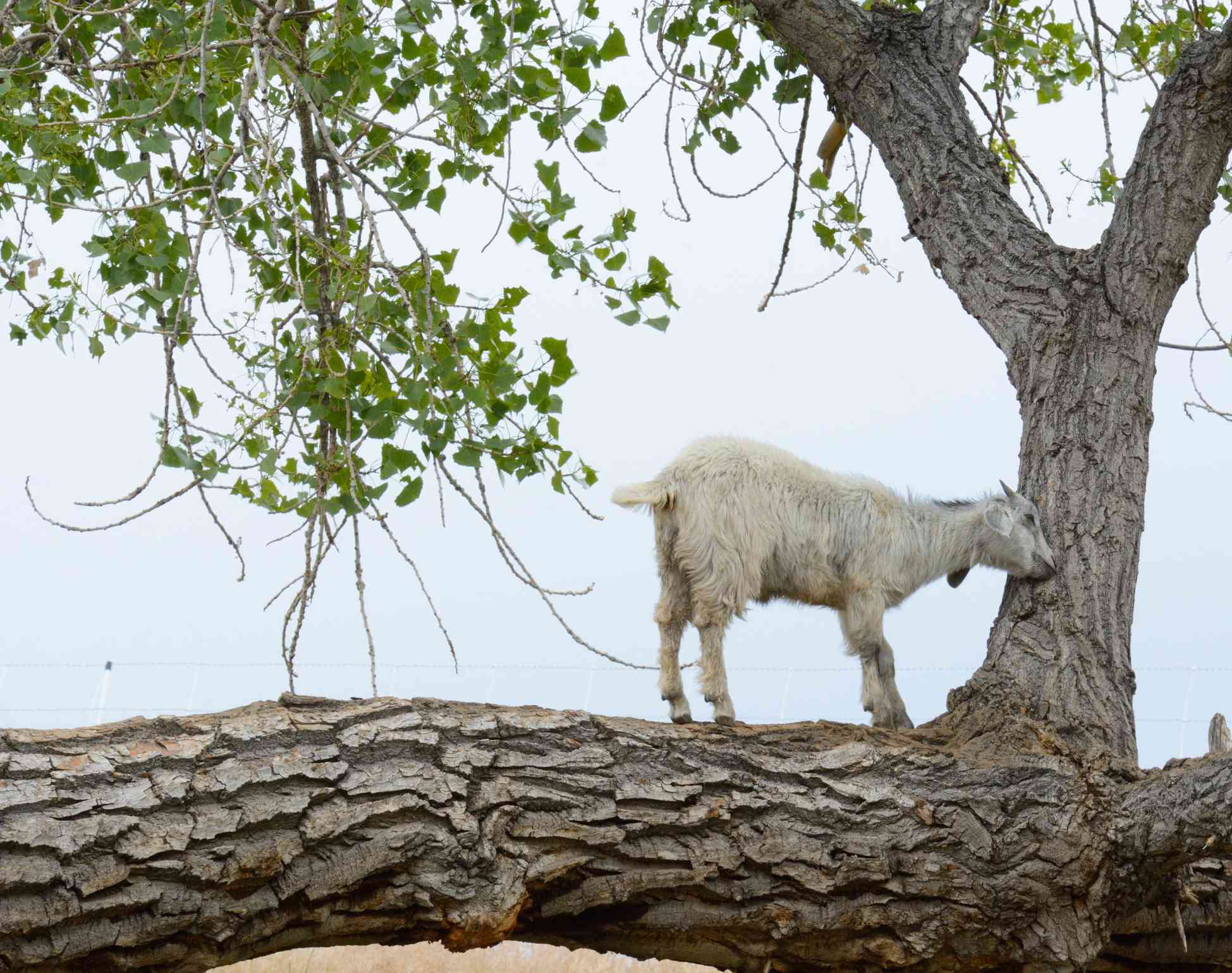 Cabra joven comiendo corteza de árbol
