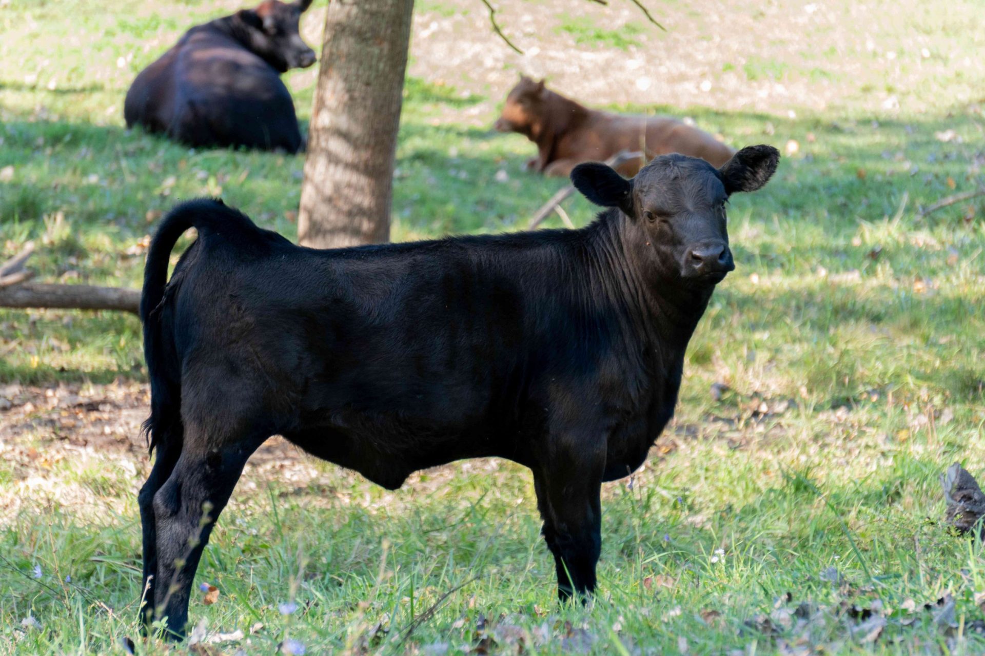 vaca negra joven flexionando