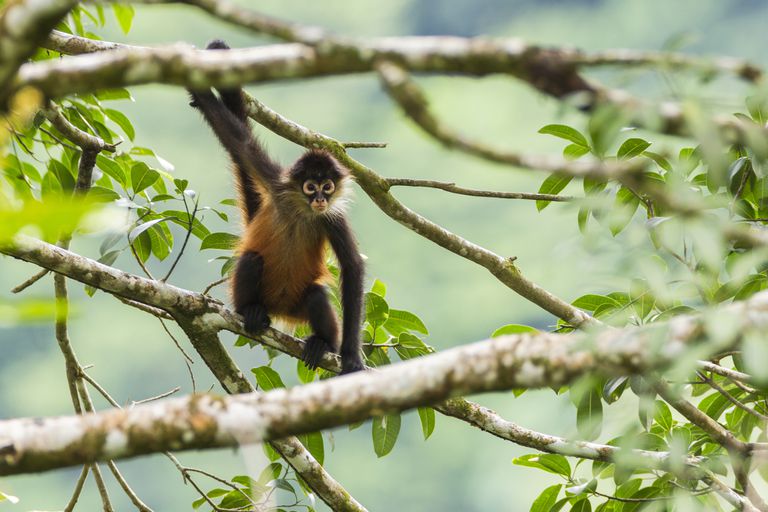 8 Datos Sorprendentes Sobre Los Monos Araña Ecverde