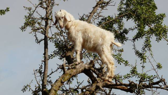 Las cabras realmente pueden trepar a los árboles - ECVerde