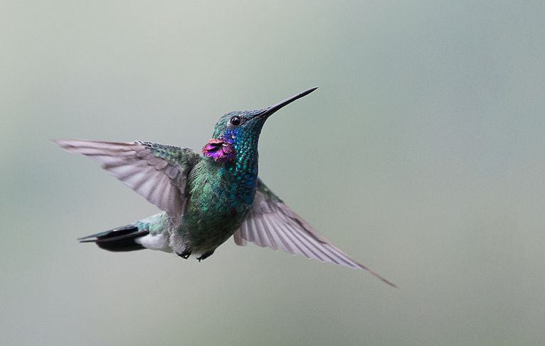 14 Datos deslumbrantes sobre los colibríes - ECVerde